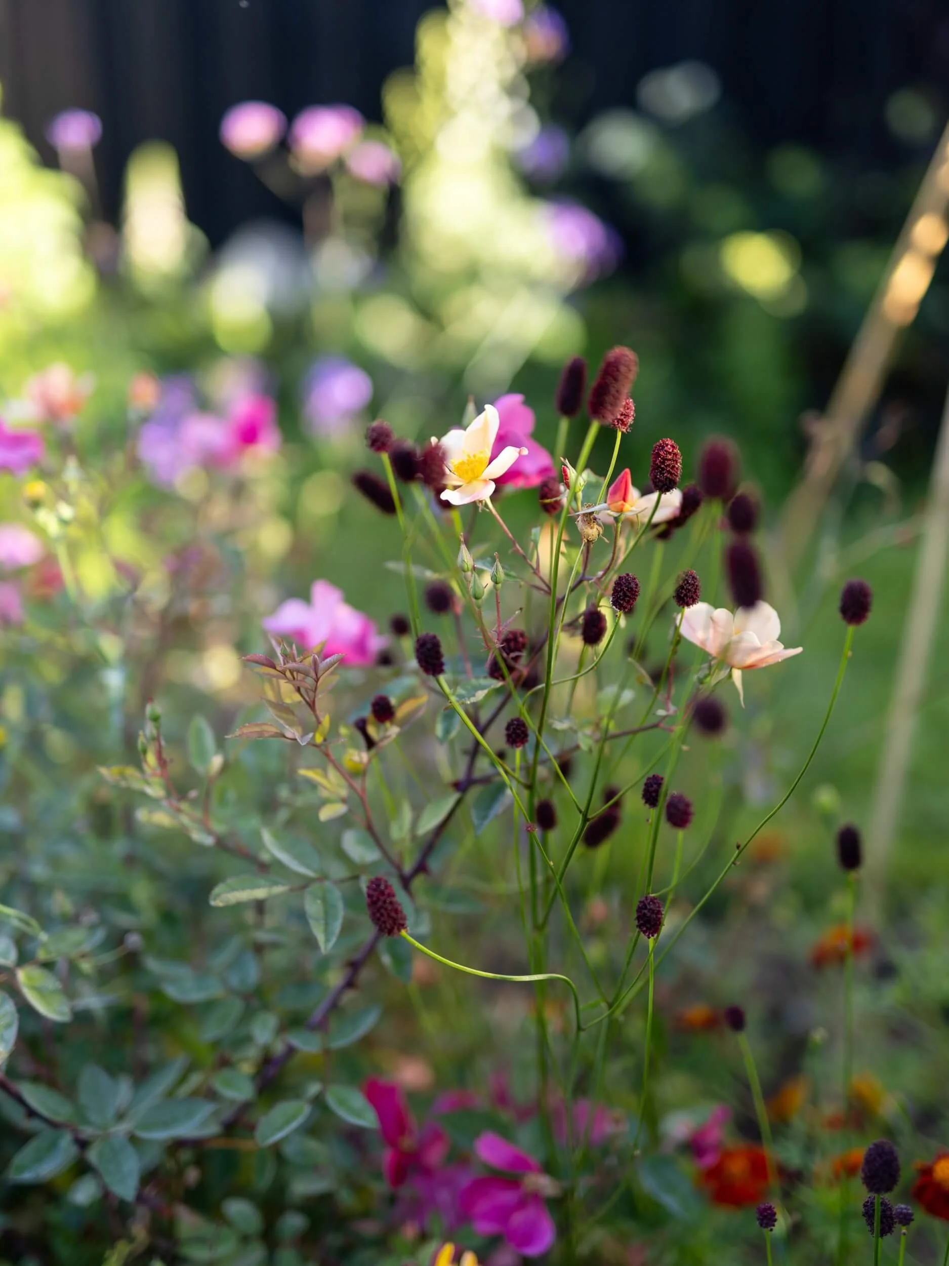 Mutabilis-rose-garden-florist-christchurch-katherine-english-flora.jpg