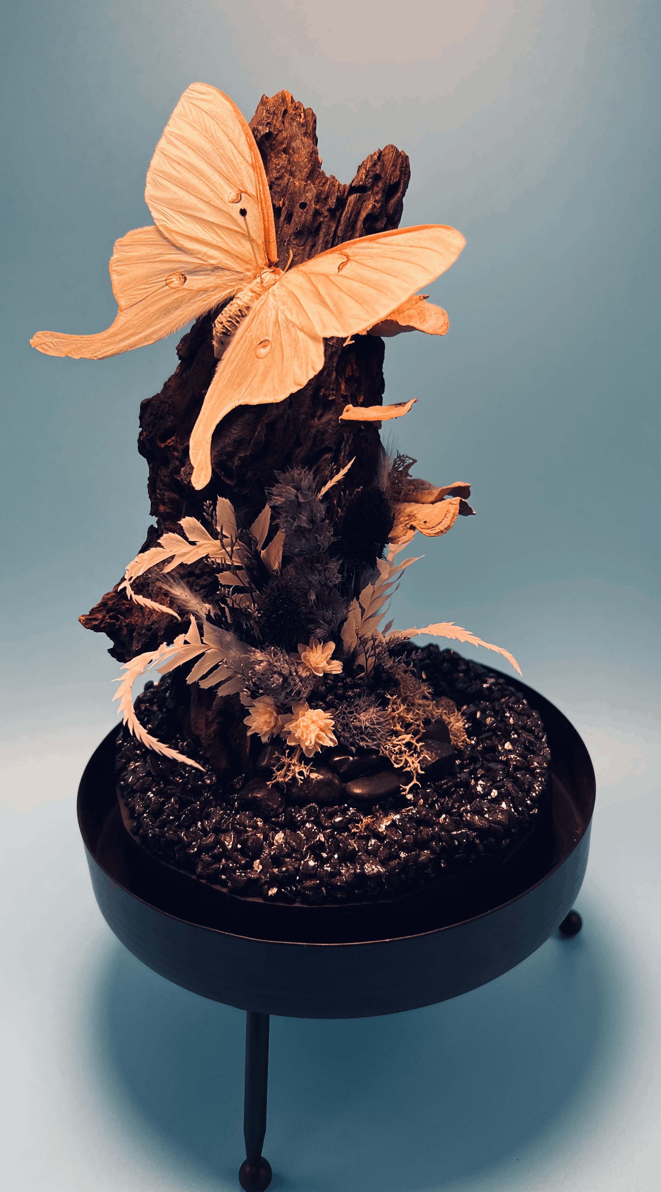 tempImager1F6pj.gif