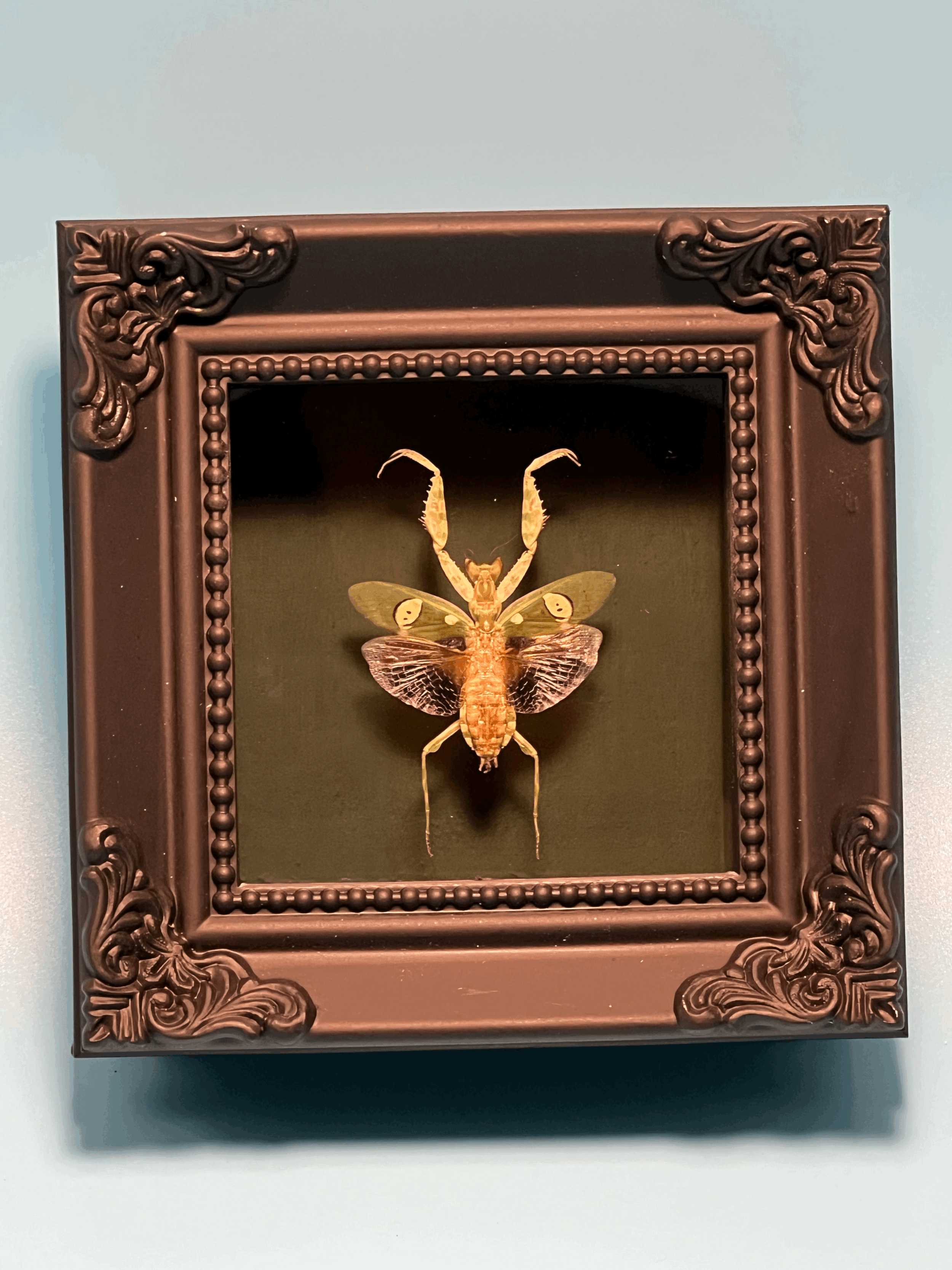 Jewel Mantis Mini Frame 8