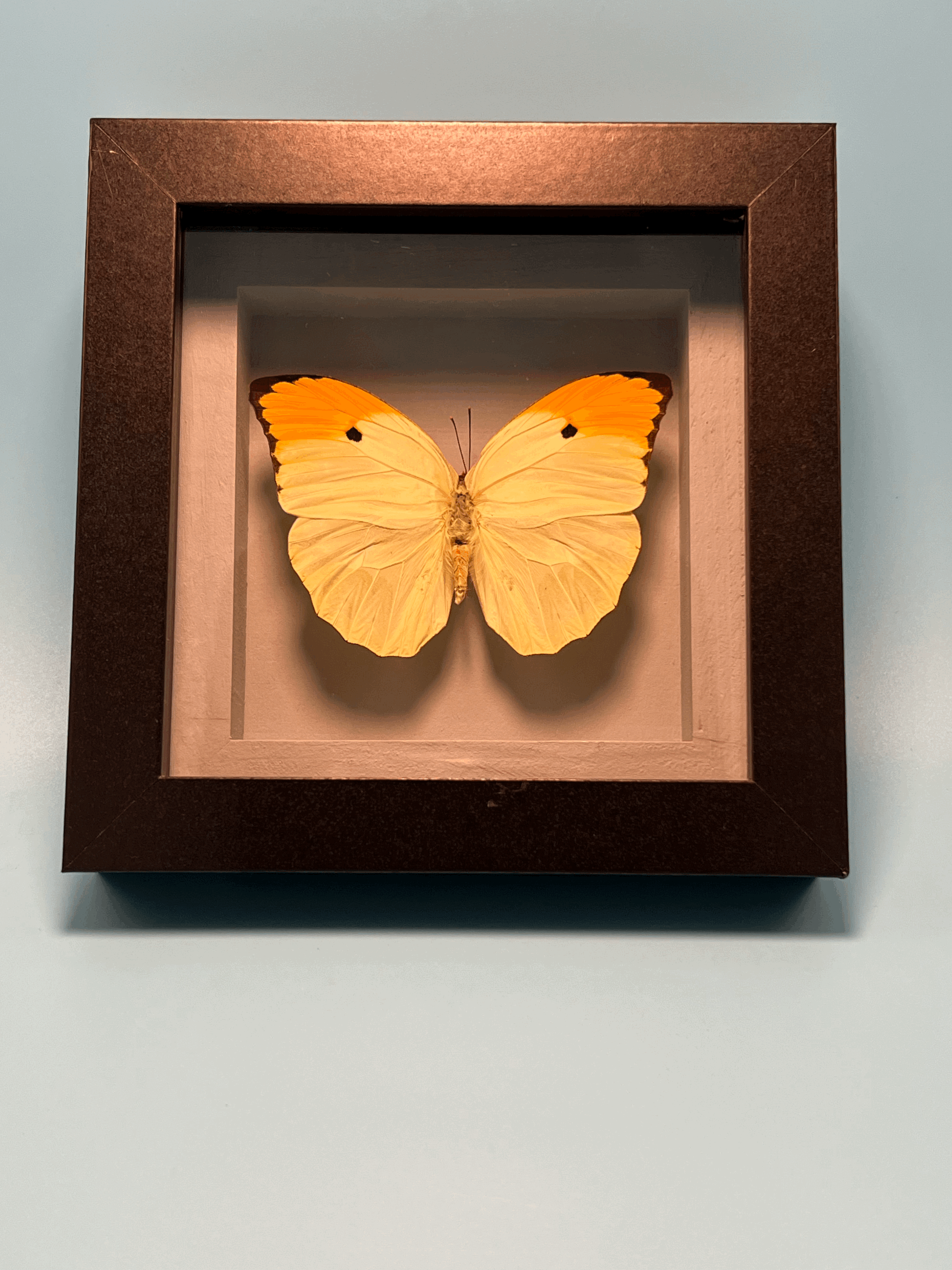 Yellow Brimstone Frame
