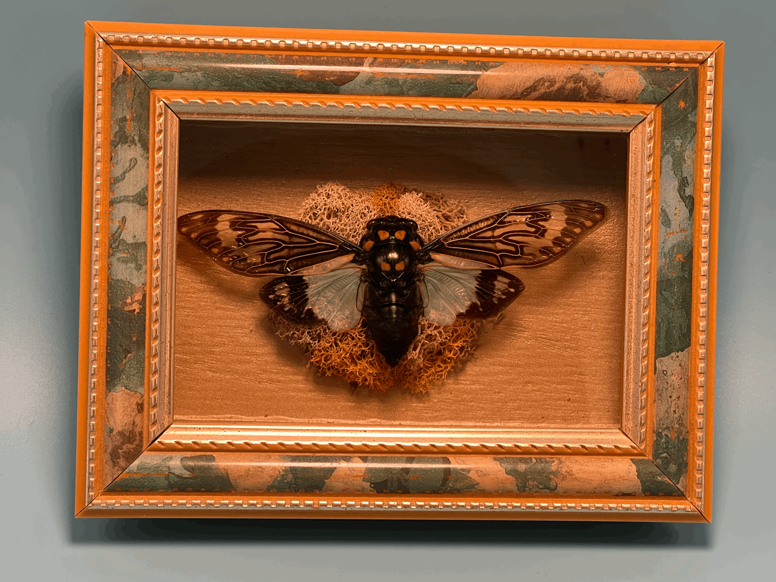 Retro Cicada