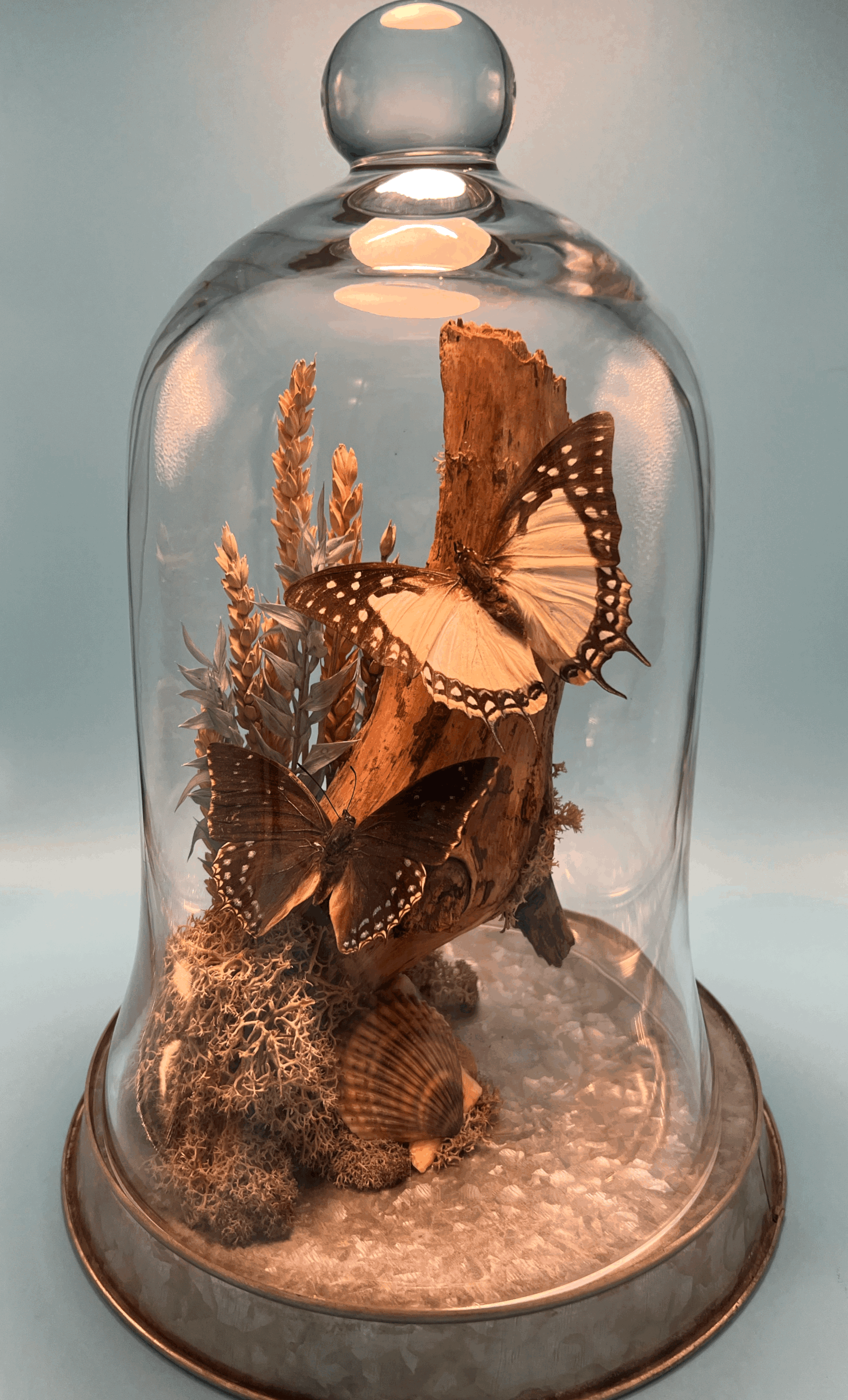 Butterflies By The Sea