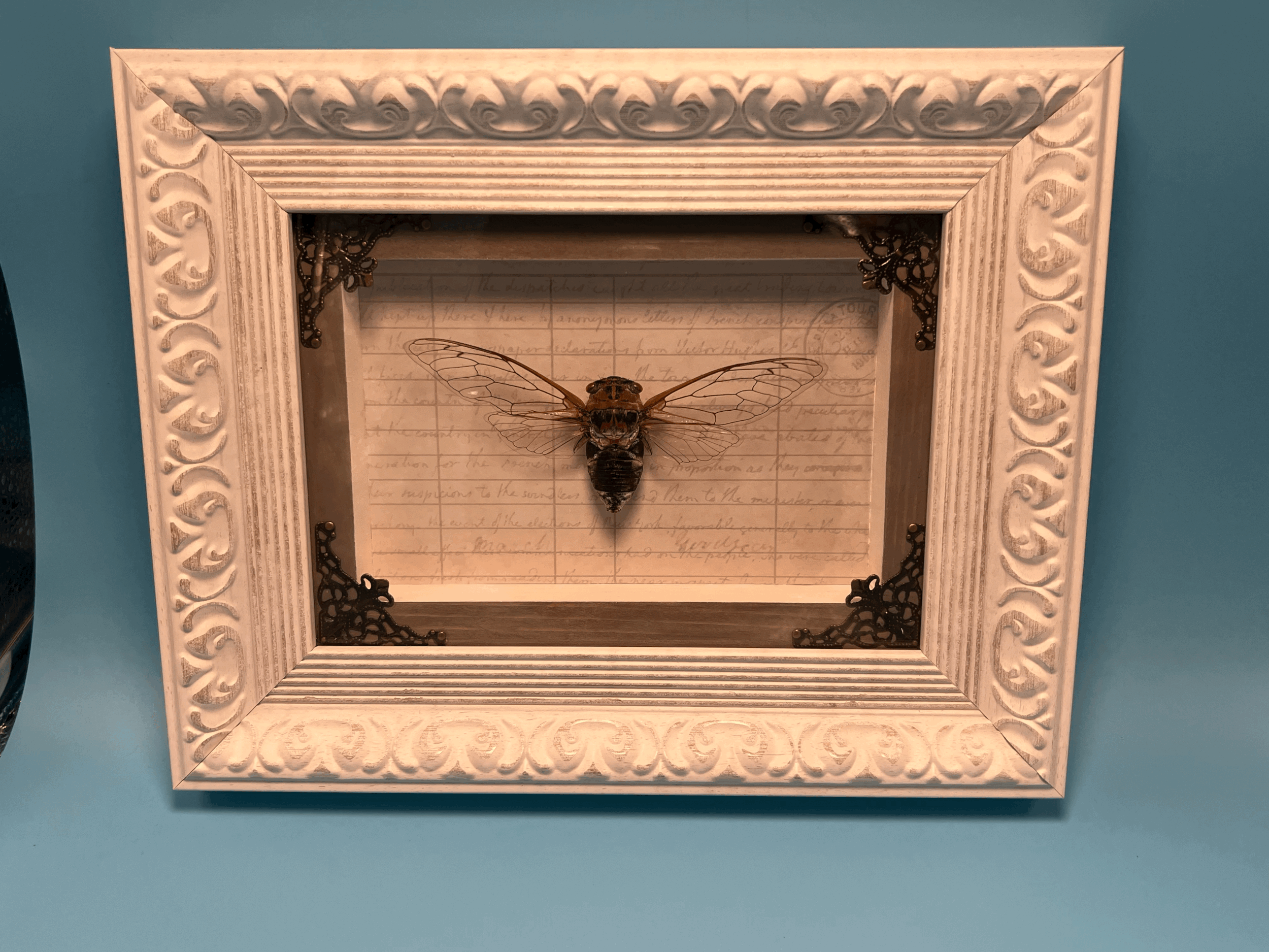Cicada Secretary