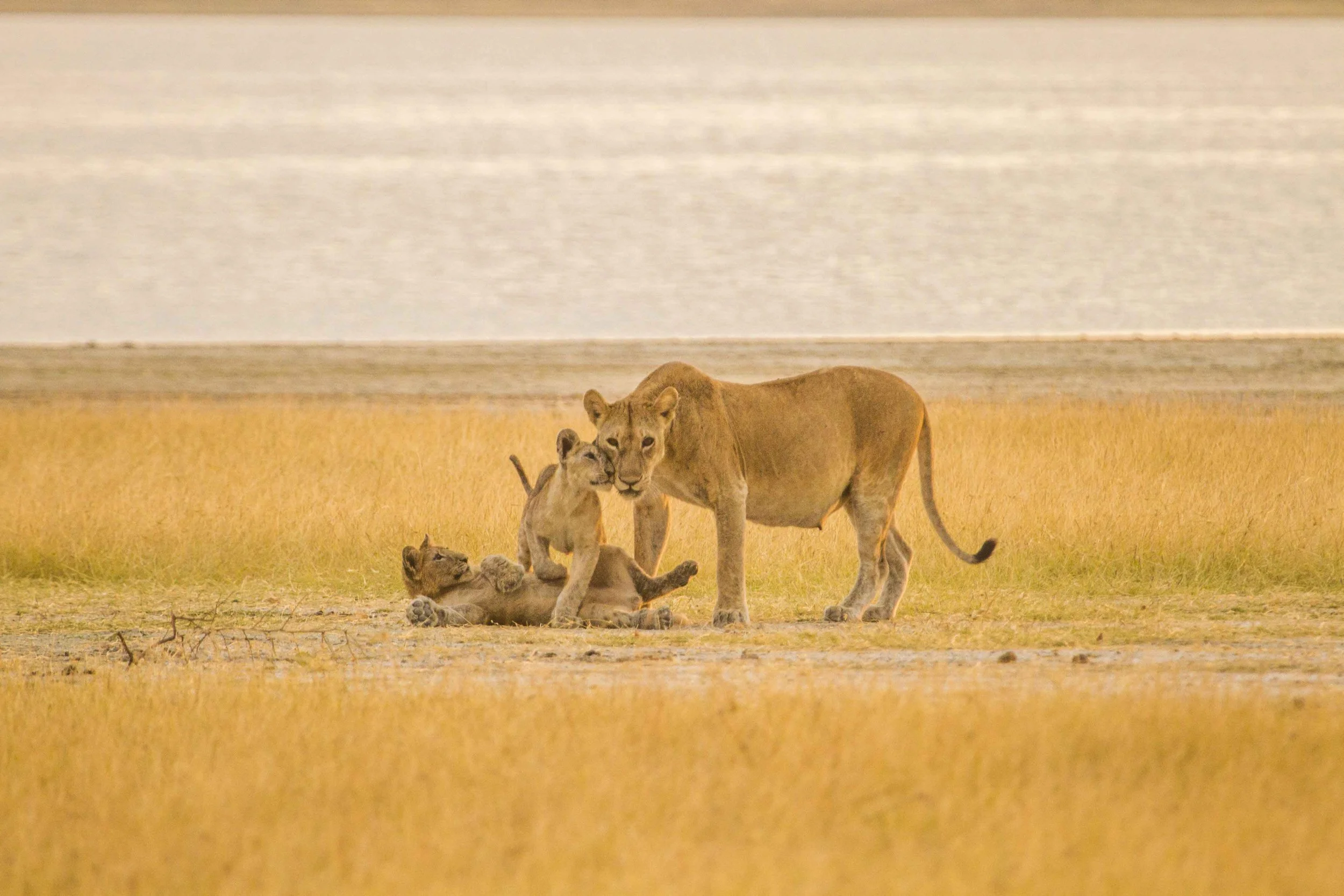 LITTLE CHEM CHEM - Lioness mothering cubs.jpg