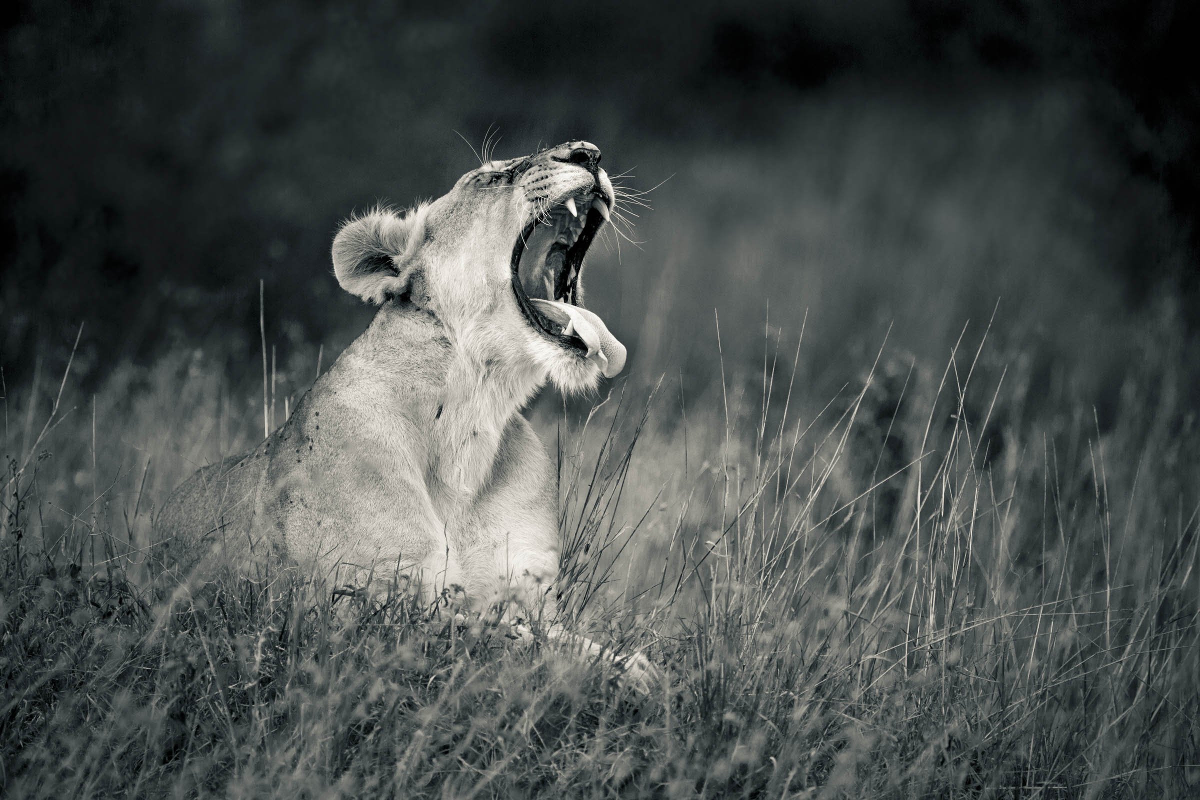SALAS CAMP - Wildlife - lion yawn.jpg