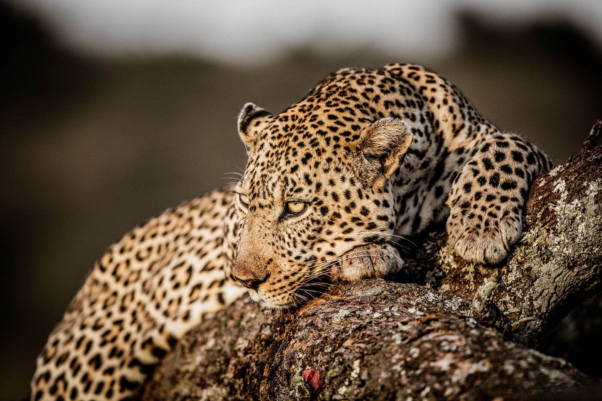 SALA_S CAMP - Lazy Leopard - copyright Scott Ramsay.jpg