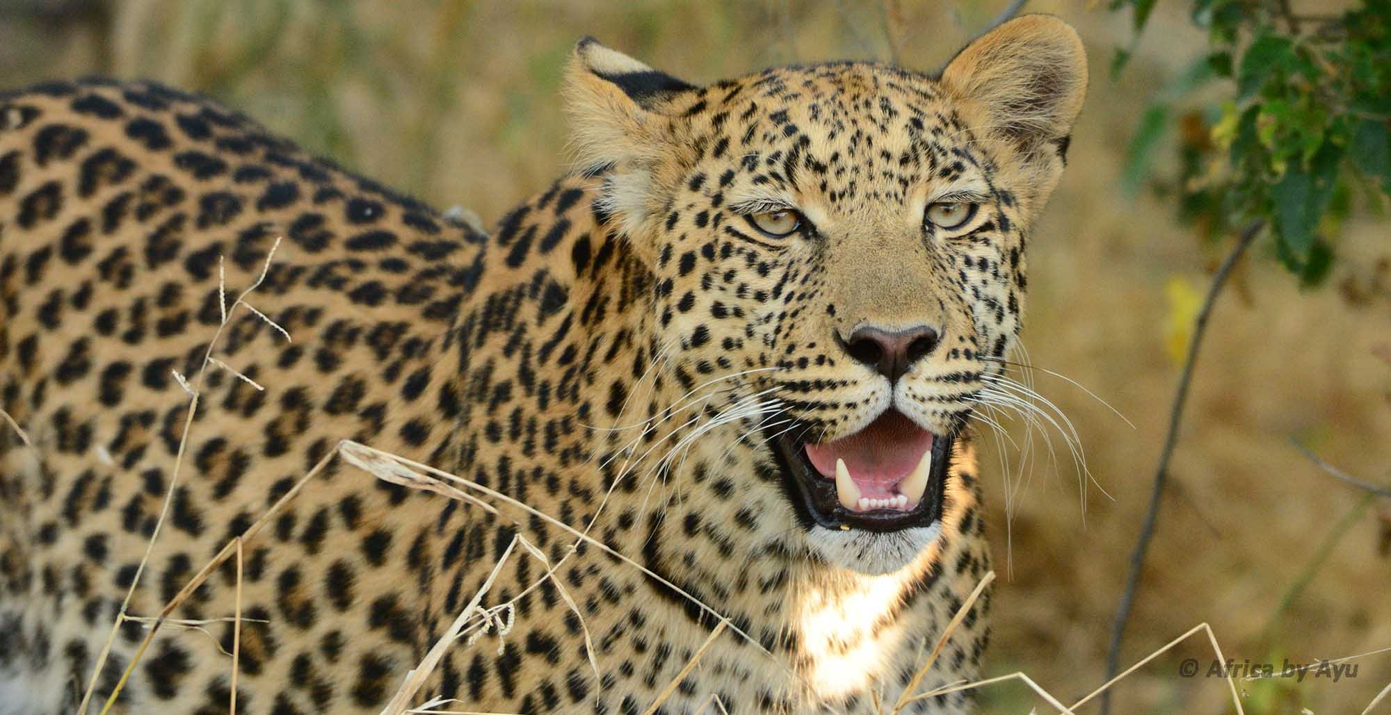 ABAKEN4 -Highlights of Kenya and Tanzania - BANNER.jpg