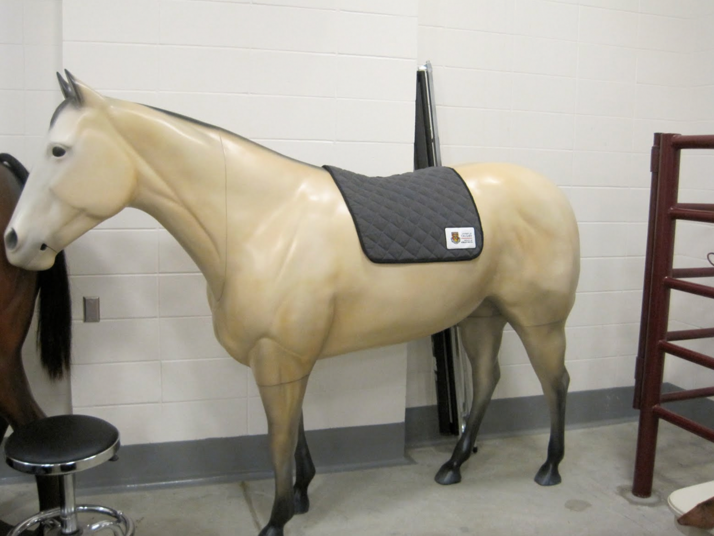 One of the finished prototype units being used at the University of Calgary Veterinary School. It has a simulated rectum, anus, and vagina, as well as a reproduction pelvis. The unit also has a belly tap function and provisions for using real equine