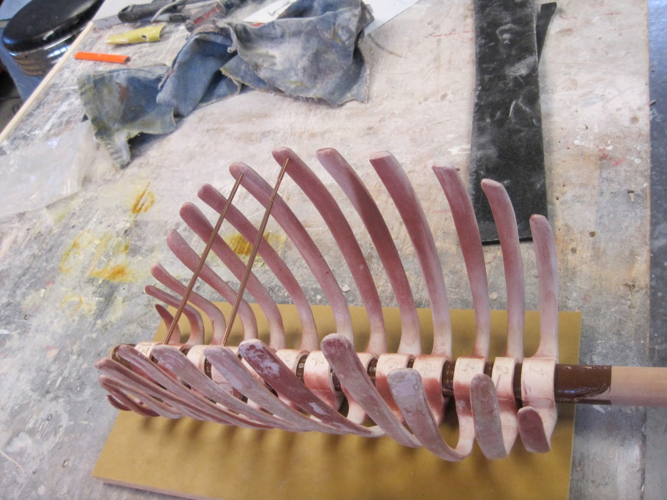 Photo of the calf’s ribcage ready to be molded.