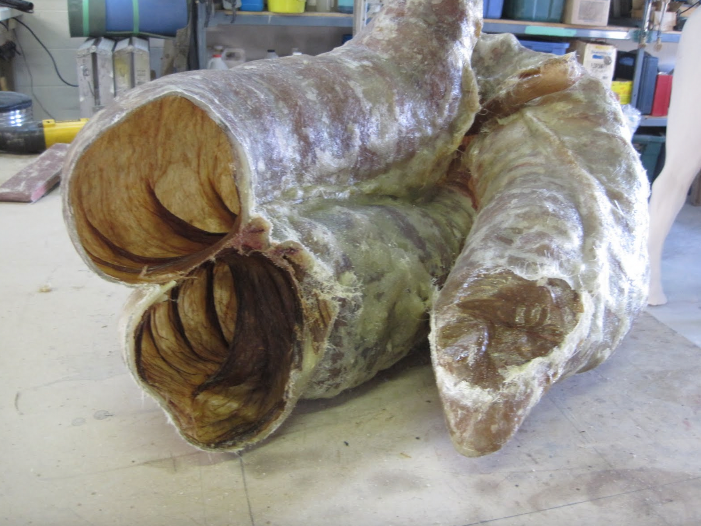 The other portion of the equine large intestine, including the secum. The intestine has been somewhat preserved with resin. It has been separated to facilitate the molding process.