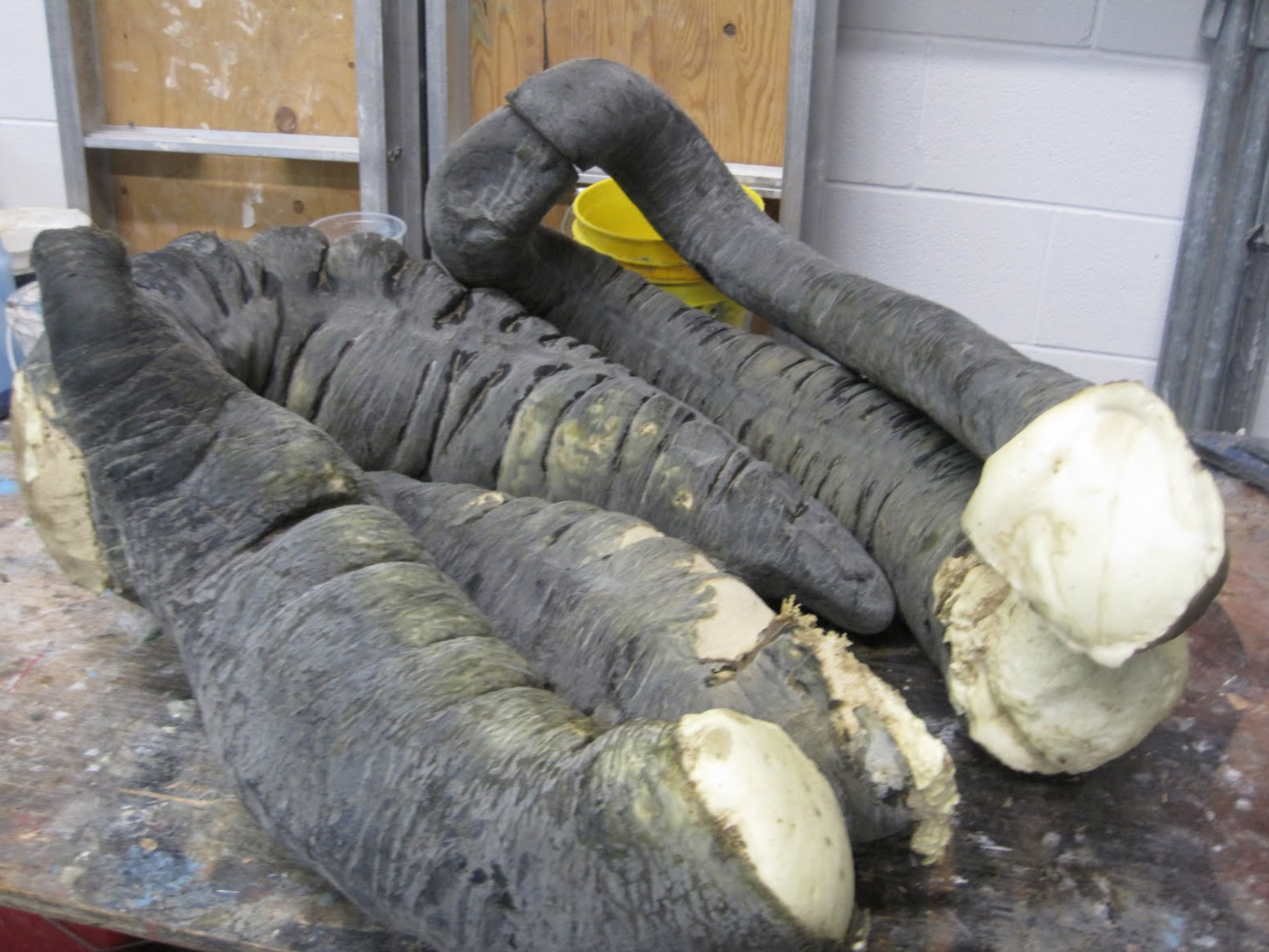  The cores of the equine colon with the biological materials removed. These will have any flaws repaired and be used in the next stage of creating an equine colic simulator. Various materials will be tested in order to achieve a realistic feel and du