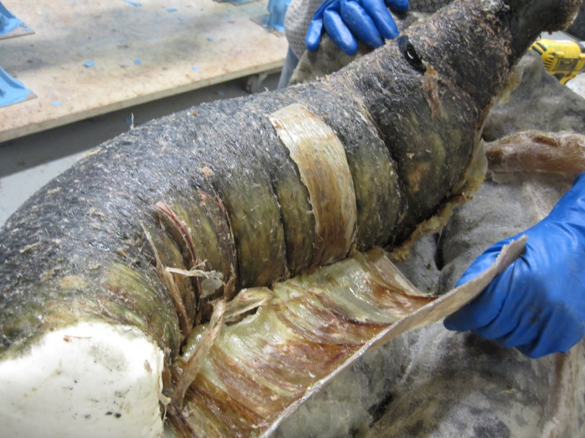 The biological material being removed from the reproduction core of the equine colon.