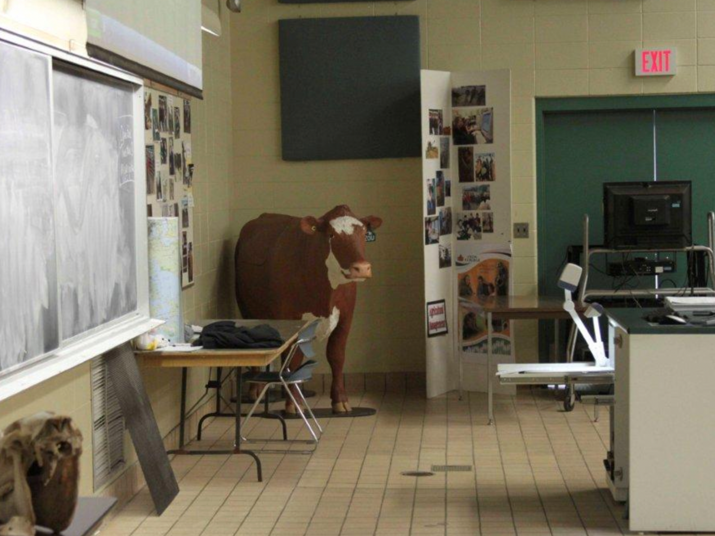  “Lucy” in the classroom. Students can now learn various dystocia issues and procedures in the classroom and practice those solutions without causing discomfort or endangering a live animal or themselves. This allows them to build confidence before m