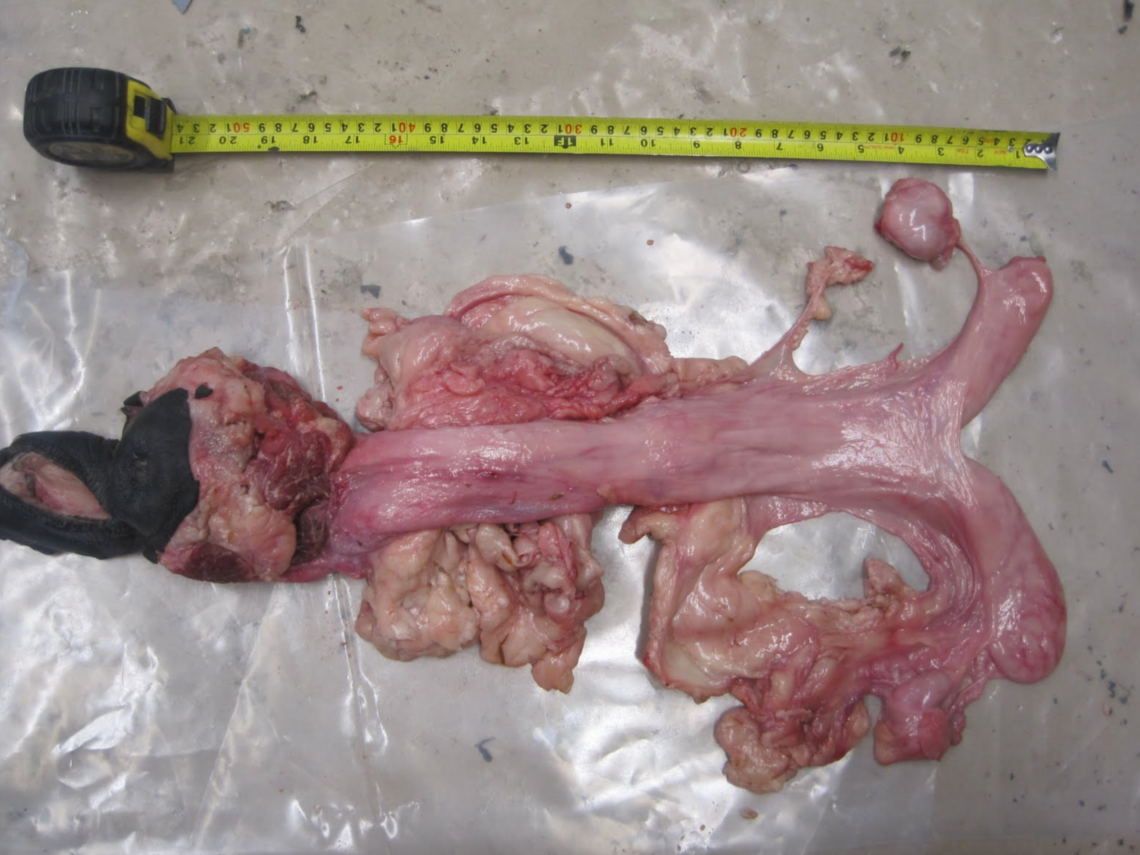  This equine reproductive tract will be the basis for the sculpture we will create in order to reproduce it. The actual structure cannot be effectively molded due to its softness. We will create a sculpture, mold and cast it in a extremely soft mater
