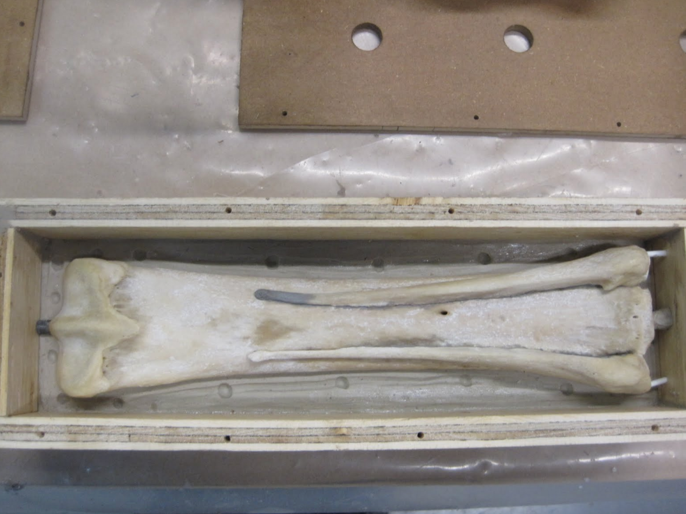  Here we see the equine leg bones ( cannon and splint ) with the clay dam and mold box. Silicone will now be poured into the box to create the mold. All the bones of the lower foreleg will be reproduced this way. Once all are cast in a hard urethane 