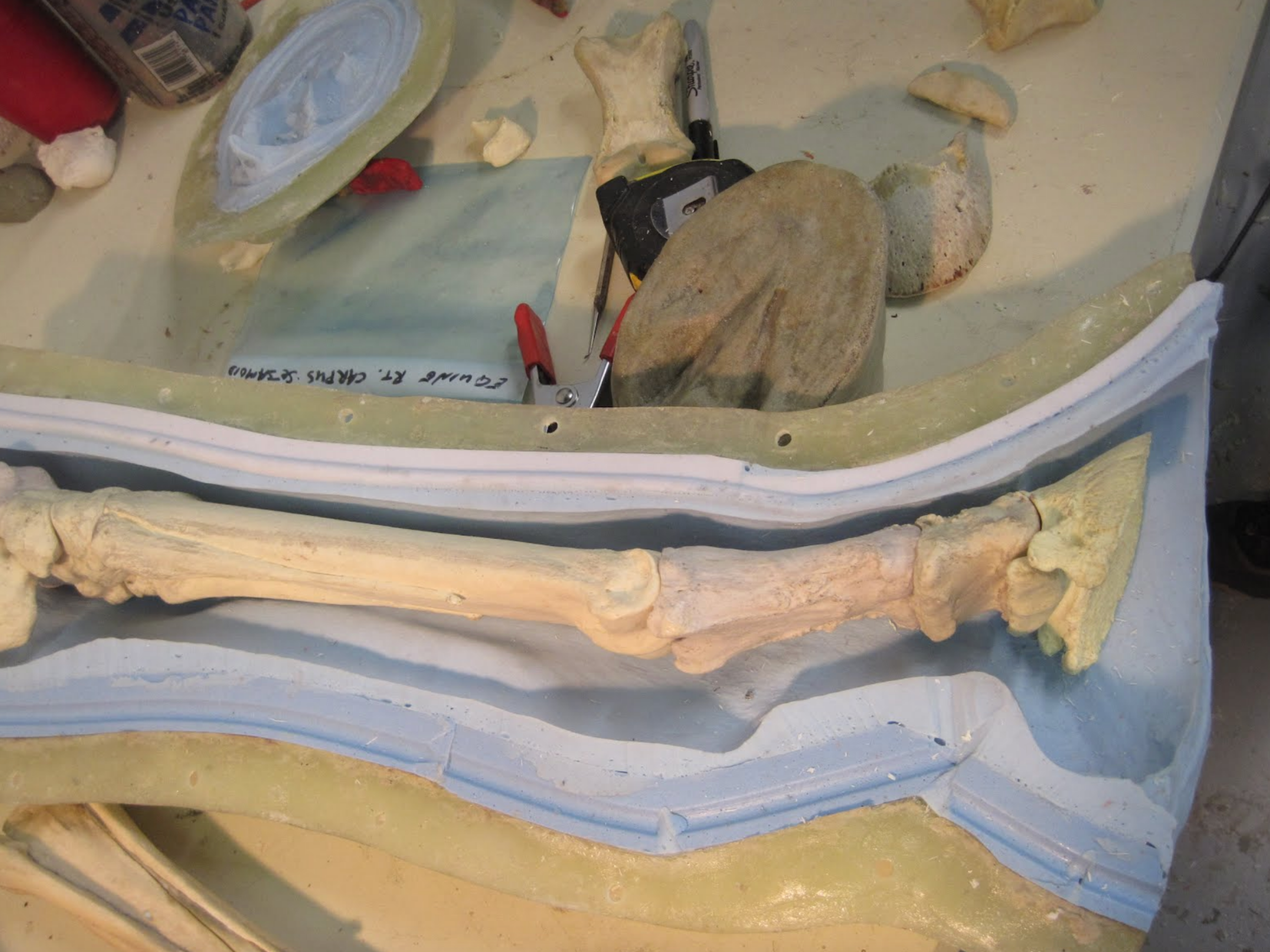  The leg bones have now been cast in a urethane plastic. They have been assembled and attached together to allow the skeletal structure to be registered within the exterior leg mold. This will allow us to begin work on the structures between the skin