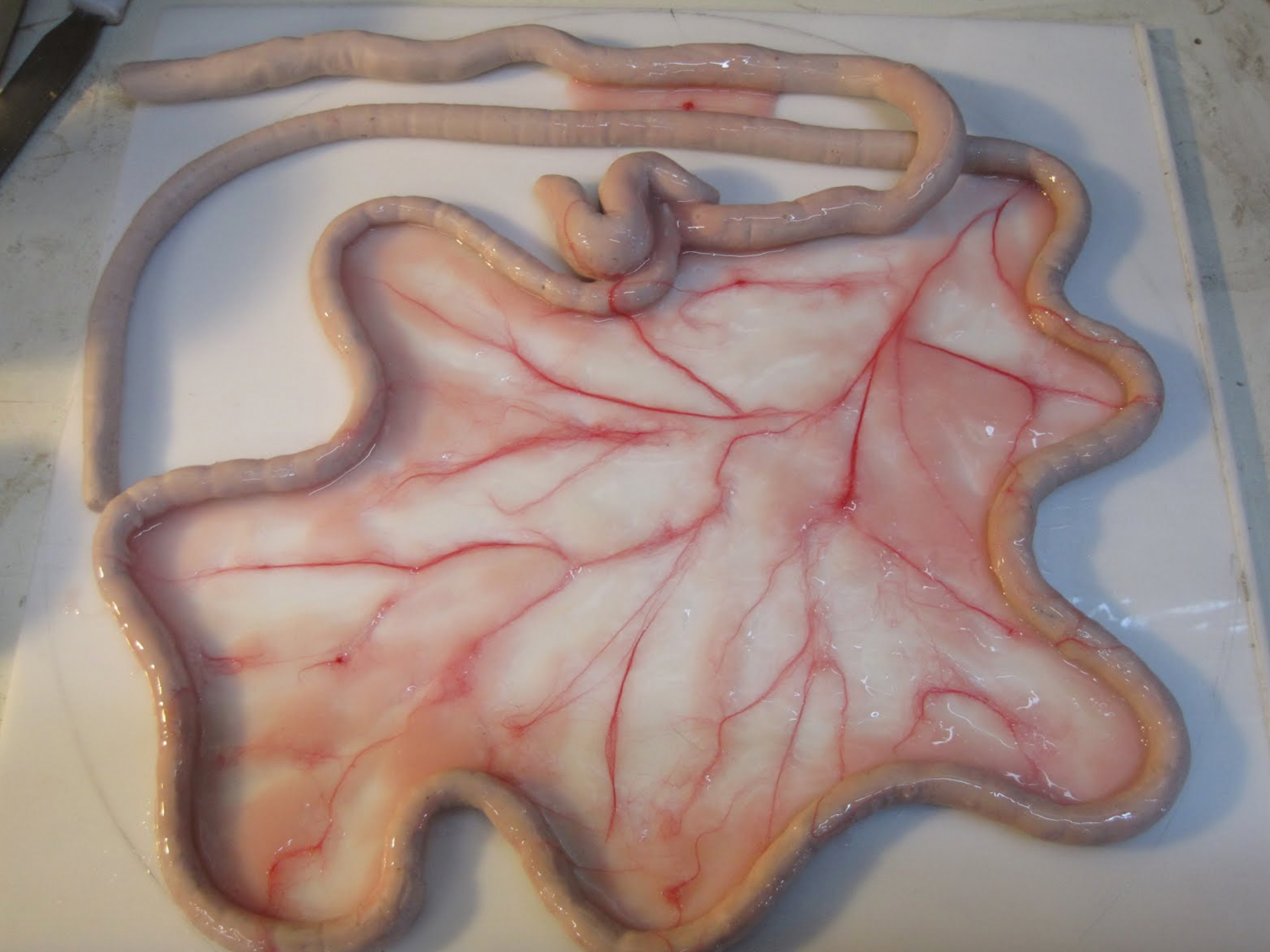Prototype canine intestines.