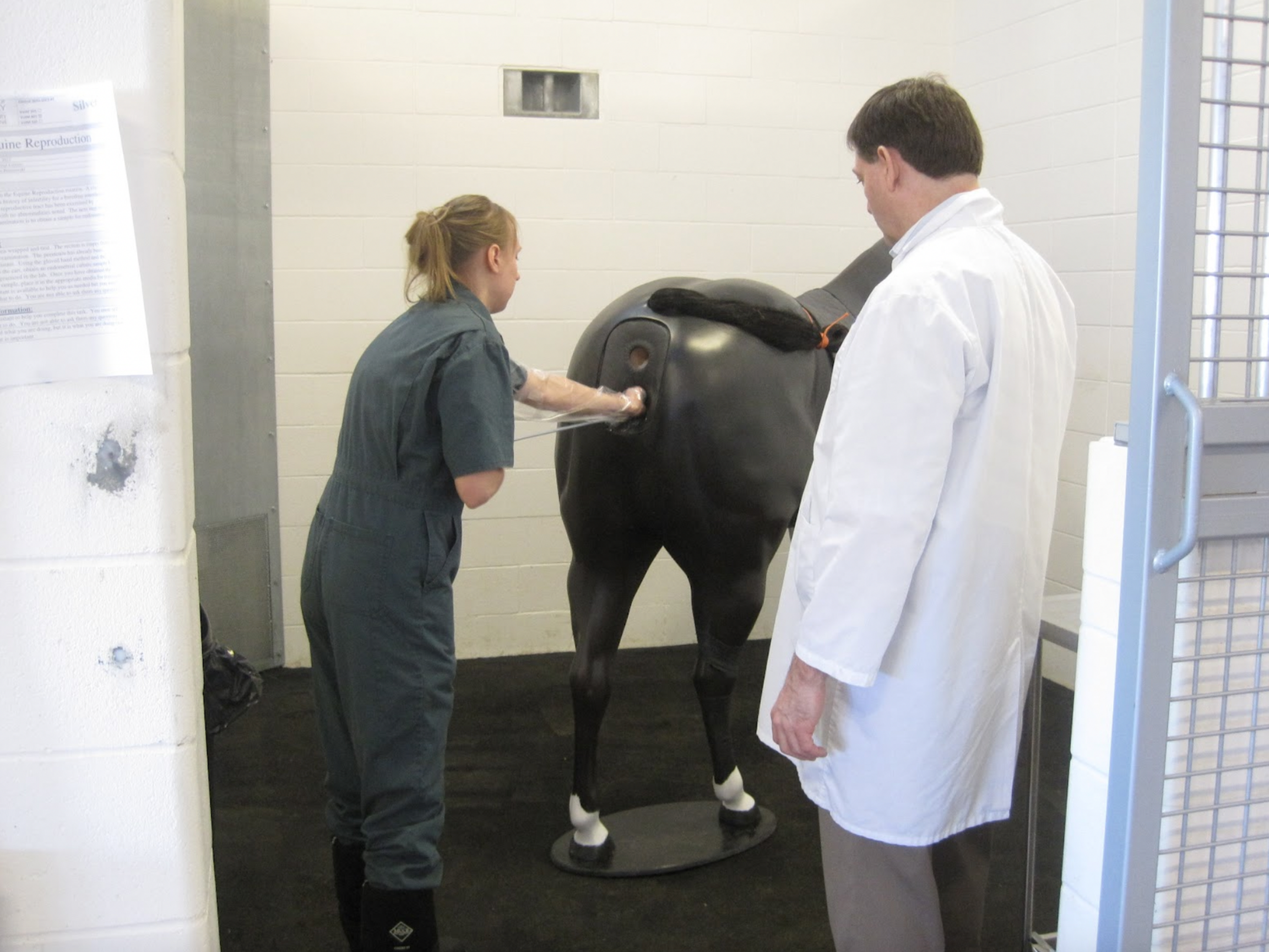  UCVM student performing a uterine swab on the equine simulator. Actual equine reproductive tracts were hung in the simulators for the OSCE’s. We are currently testing a simulated equine uterus to replace the use of biological materials for this proc