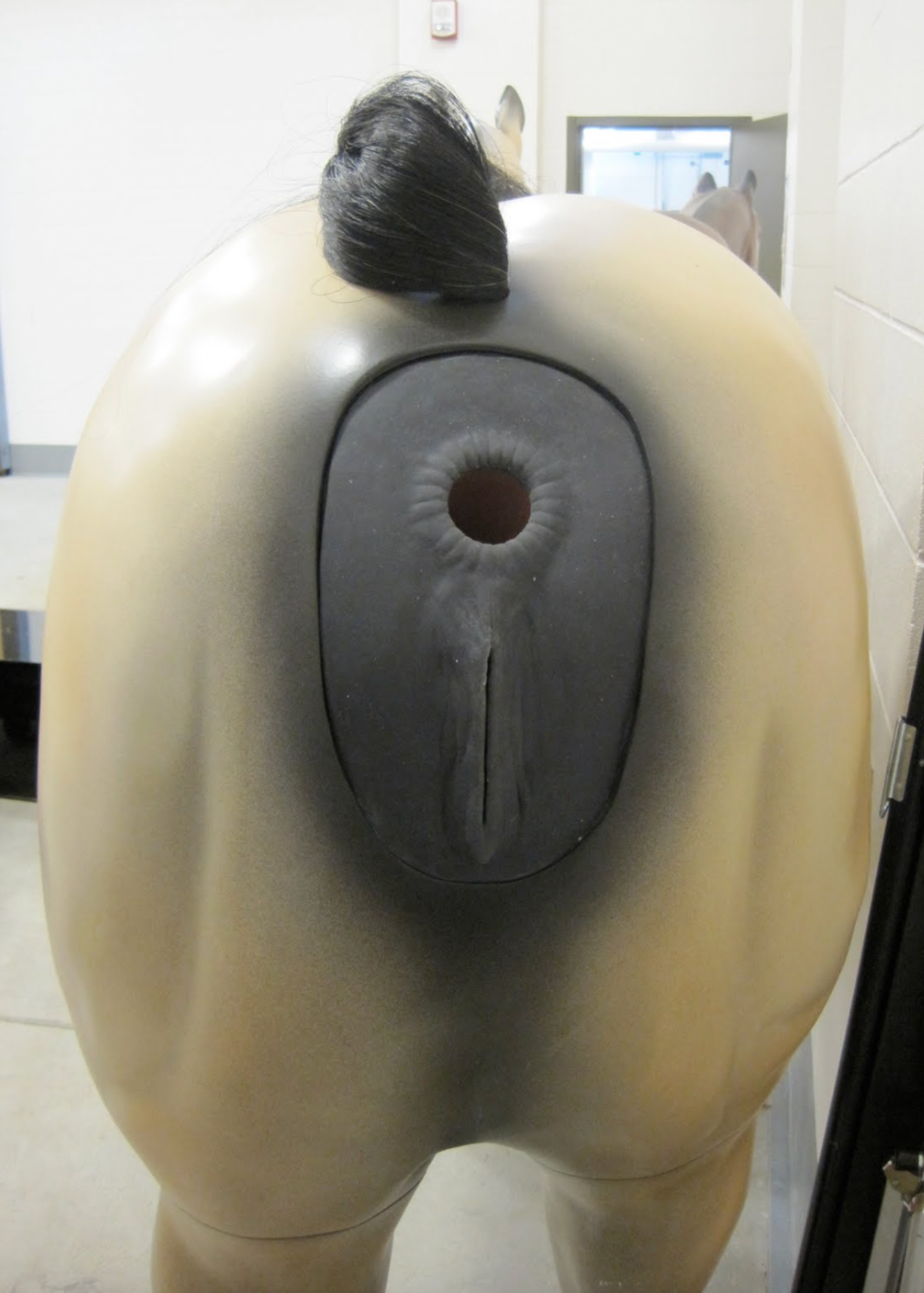 This photo shows the soft anus and vaginal opening to allow students to palpate the internal organs. The tail is real horse hair and is replaceable.
