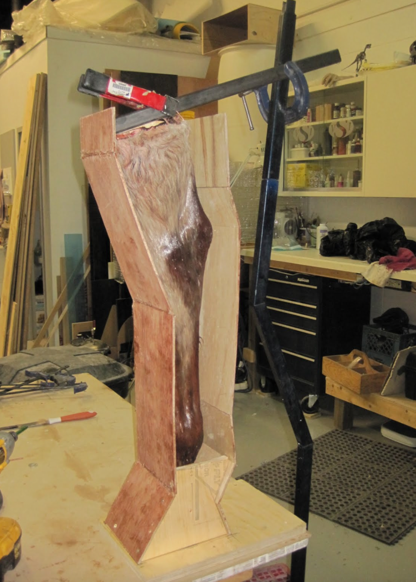  We have begun the process of creating the equine leg injection model. We have positioned the leg in preparation for the molding process. Here we see the equine hind leg ready for the coating of alginate. 
