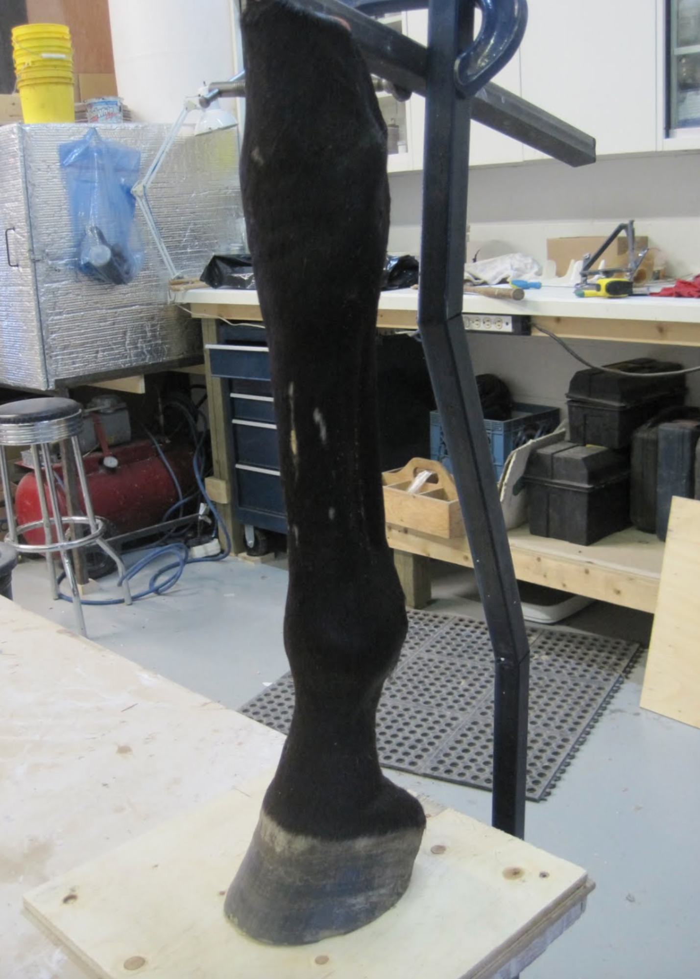  In this photo an equine front limb has been positioned in preparation for molding. 
