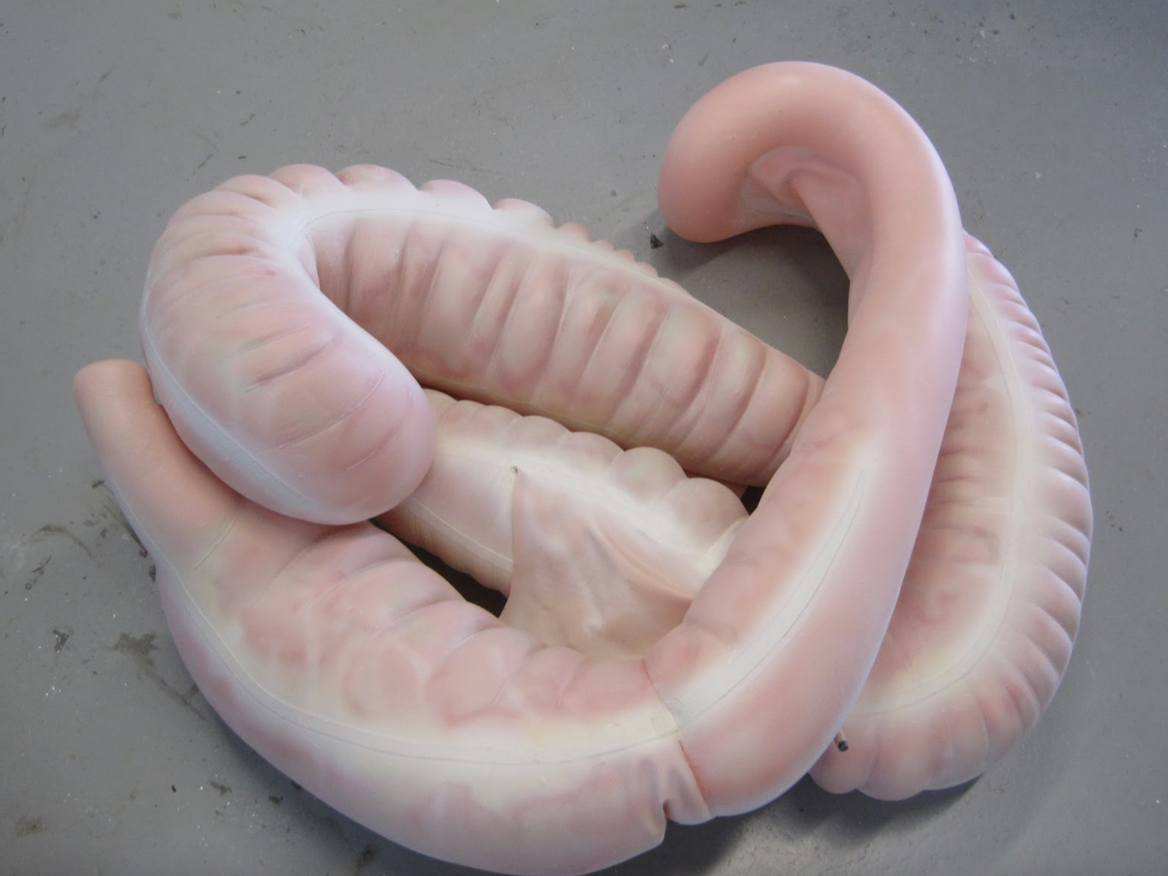  The next two photos show the completed inflatable colon model that will be used in the equine palpation/colic model. &nbsp;The colon can be positioned to simulate various colic conditions and displacements. 