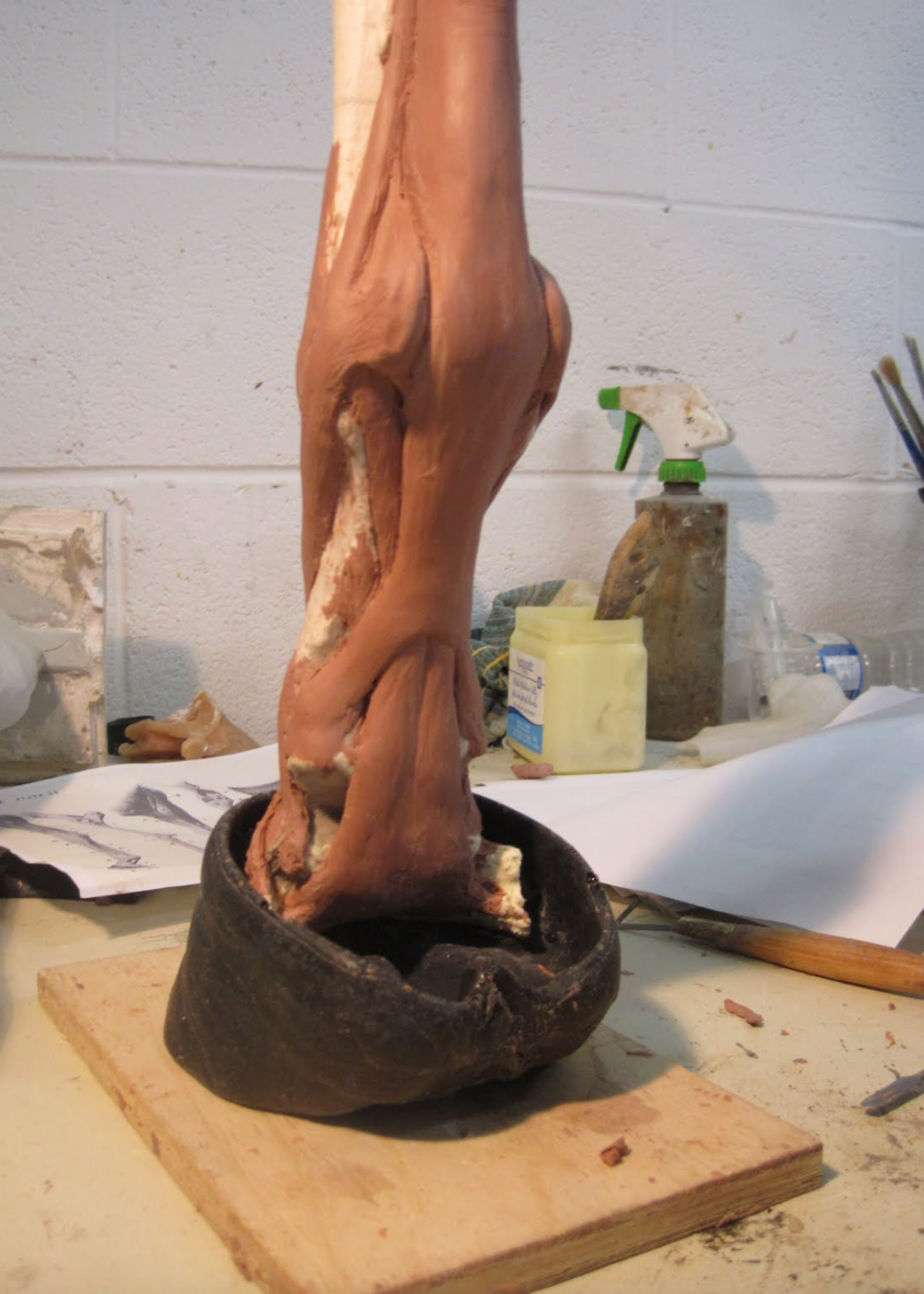  This photo shows the early stages of the ligament and tendon structures of the equine leg. As we progress with the sculpting process, accuracy is ensured with frequent consultations from the UCVM faculty. 