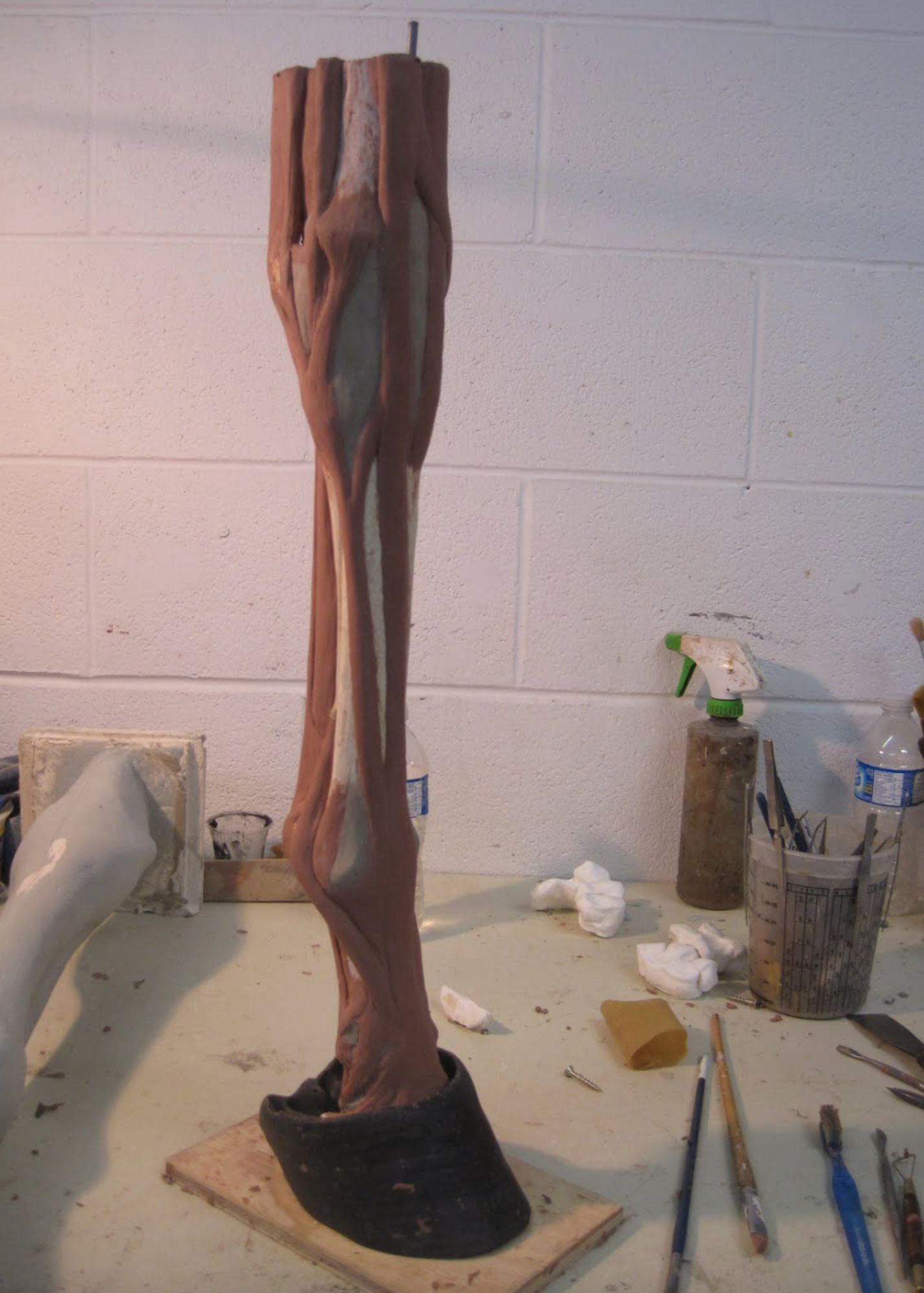 Another view of the equine leg sculpture, tendons and ligaments.
