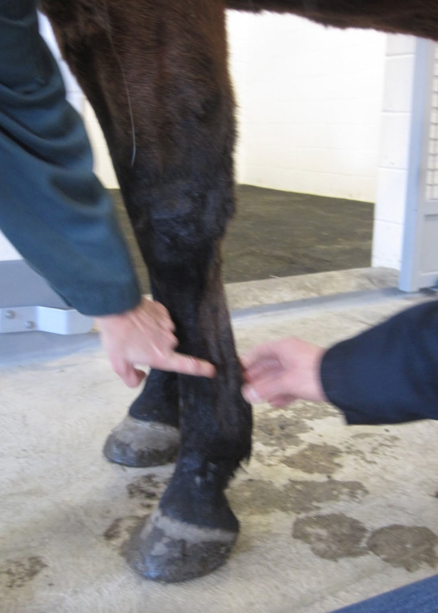  Dr. Emma Read describes structures of the equine foreleg. 