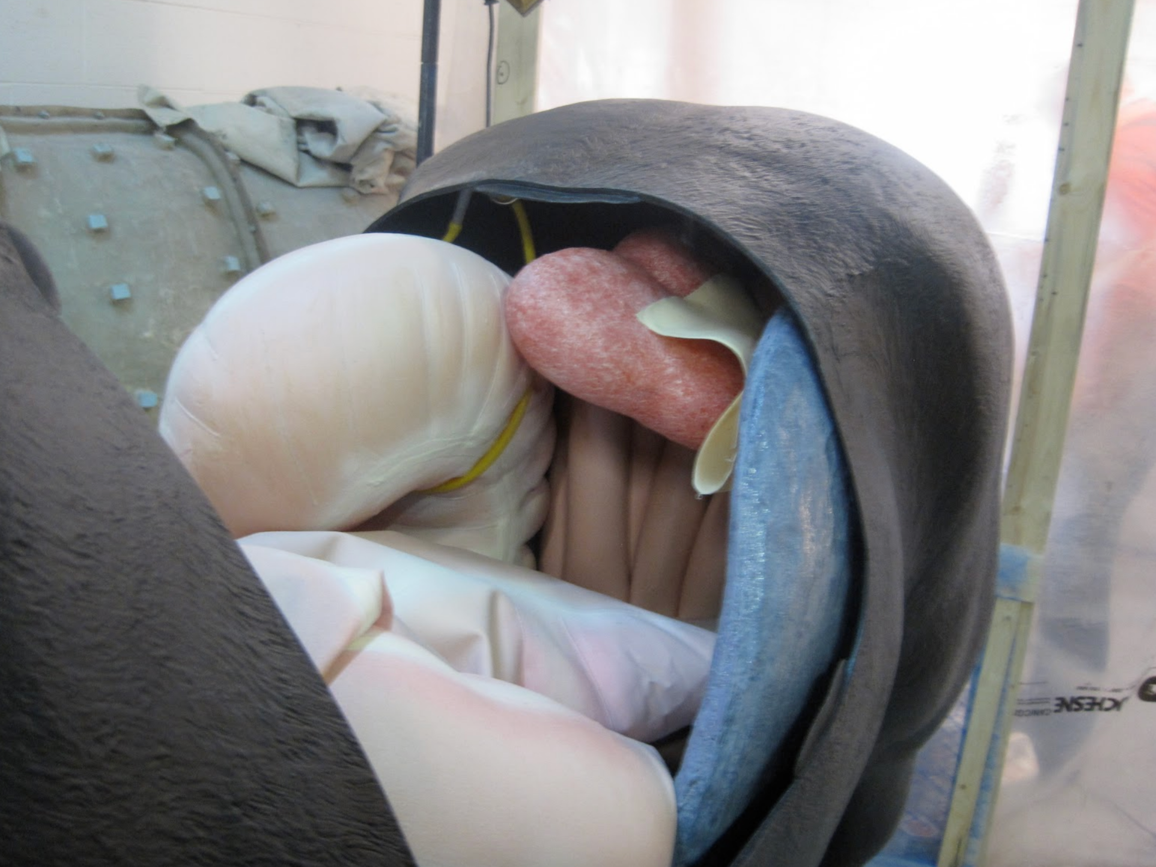  &nbsp;Here we can see the GI tract, small intestine, spleen and kidney   This photo shows the inflatable portion of the rectum and our newly developed equine uterus with broad ligament. &nbsp;The uterus also has interchangeable ovaries for palpation