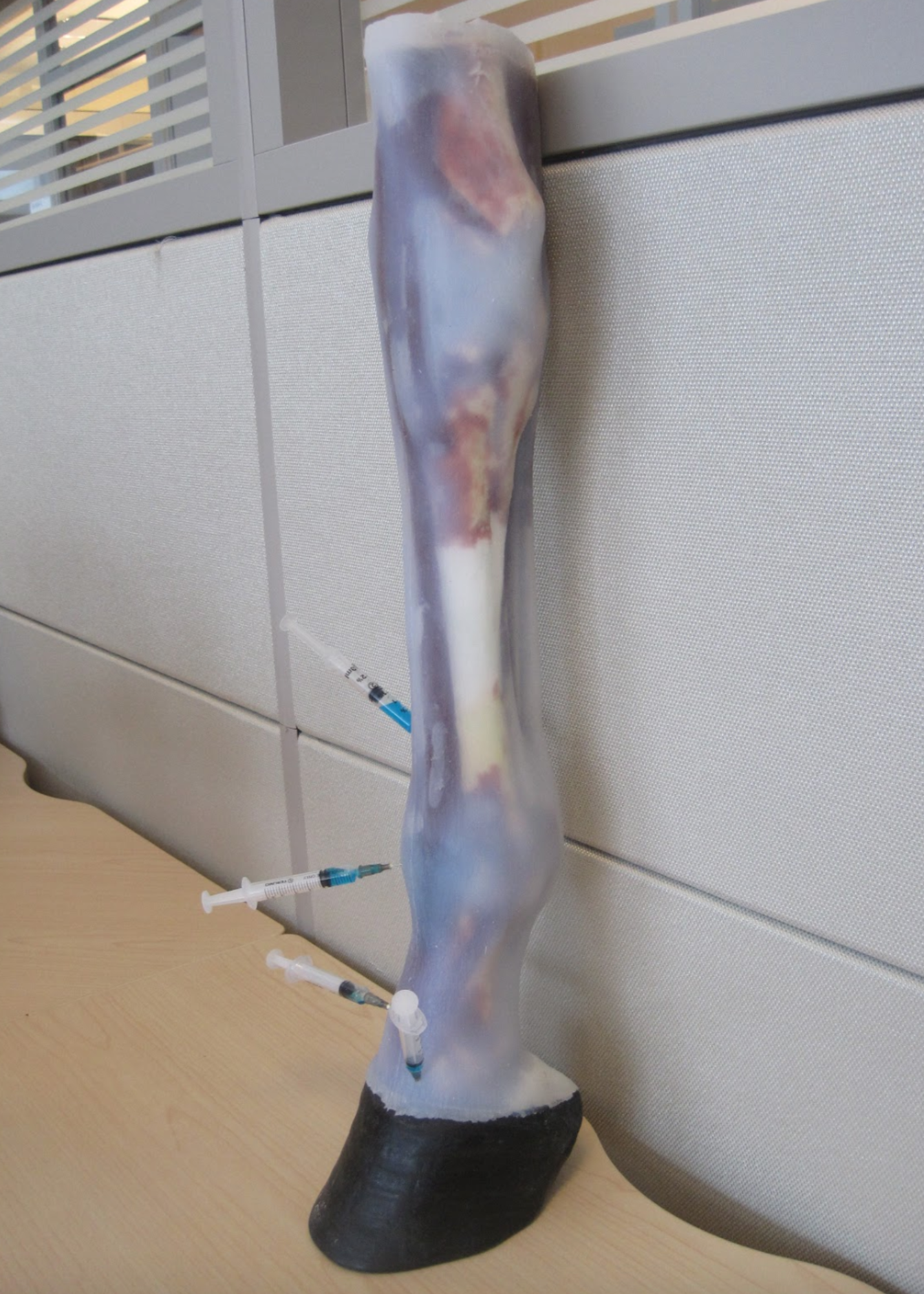 The initial prototype distal limb model with skin being tested at UCVM with various injection points to evaluate its perfomance.