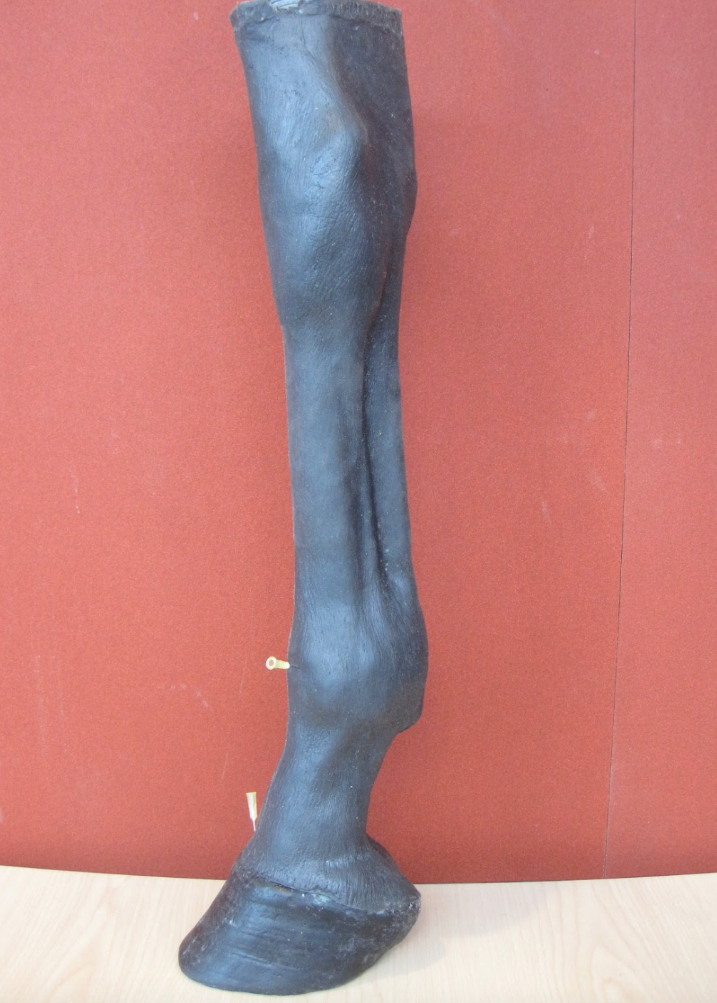 Side view of leg.