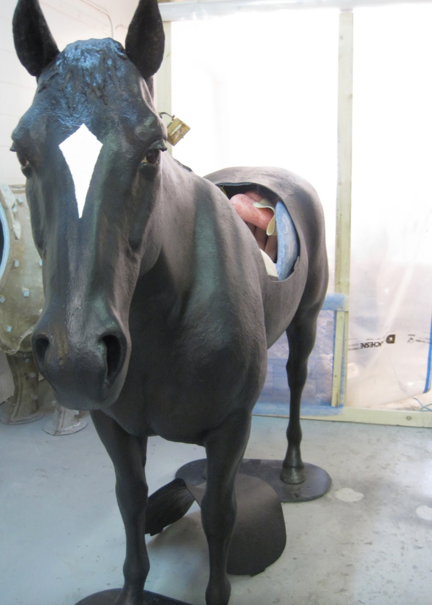  Another view of the equine colic simulator. This unit has an inflatable GI tract(right and left ventral colon, right and left dorsal colon, cecum , and portion of small intestine). It also has representations of left kidney, reno-splenic ligament an