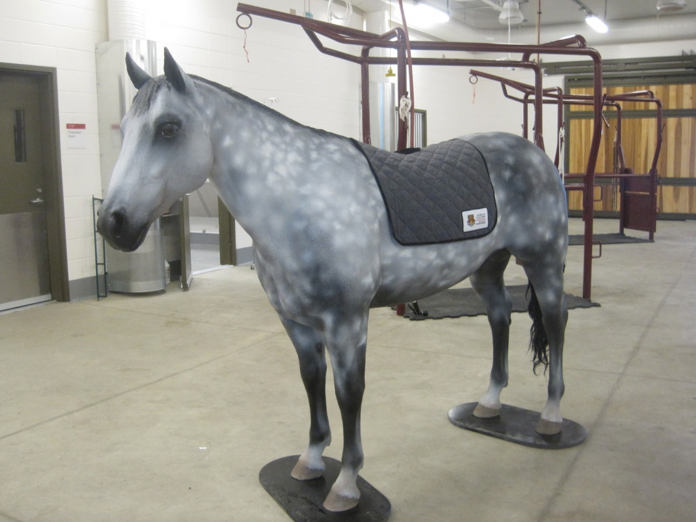  This is our new&nbsp;Quarter Horse model specially painted as a Dapple Gray breed for Dr. Emma Read of the University of Calgary Faculty of Veterinary Medicine. 