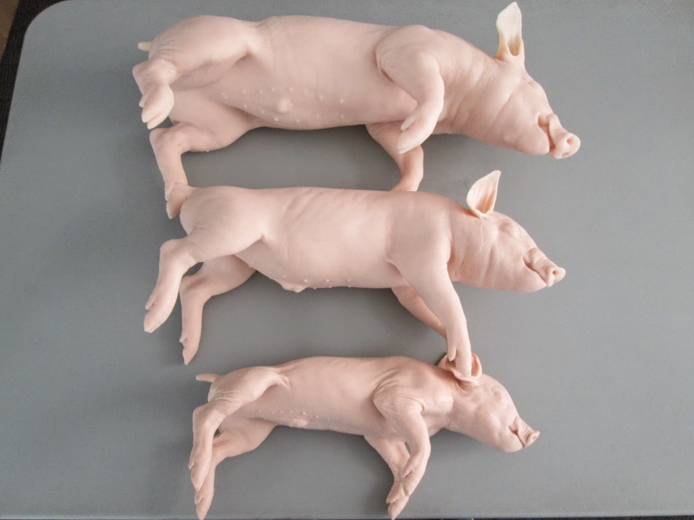  This image shows our “three little pigs” They are modeled from actual neonate piglets in three different sizes, 2-3 kg, 5-6 kg, and 7-8 kg. &nbsp;The piglets are for training non-penetrating captive bolt euthanasia. &nbsp;They are rubber with a foam