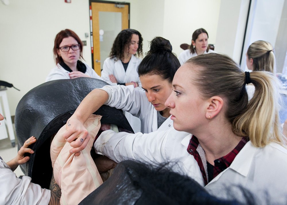 First-year veterinary students reach inside the digestive system of the WCVM's new simulated horse. Photos: Christina Weese. 