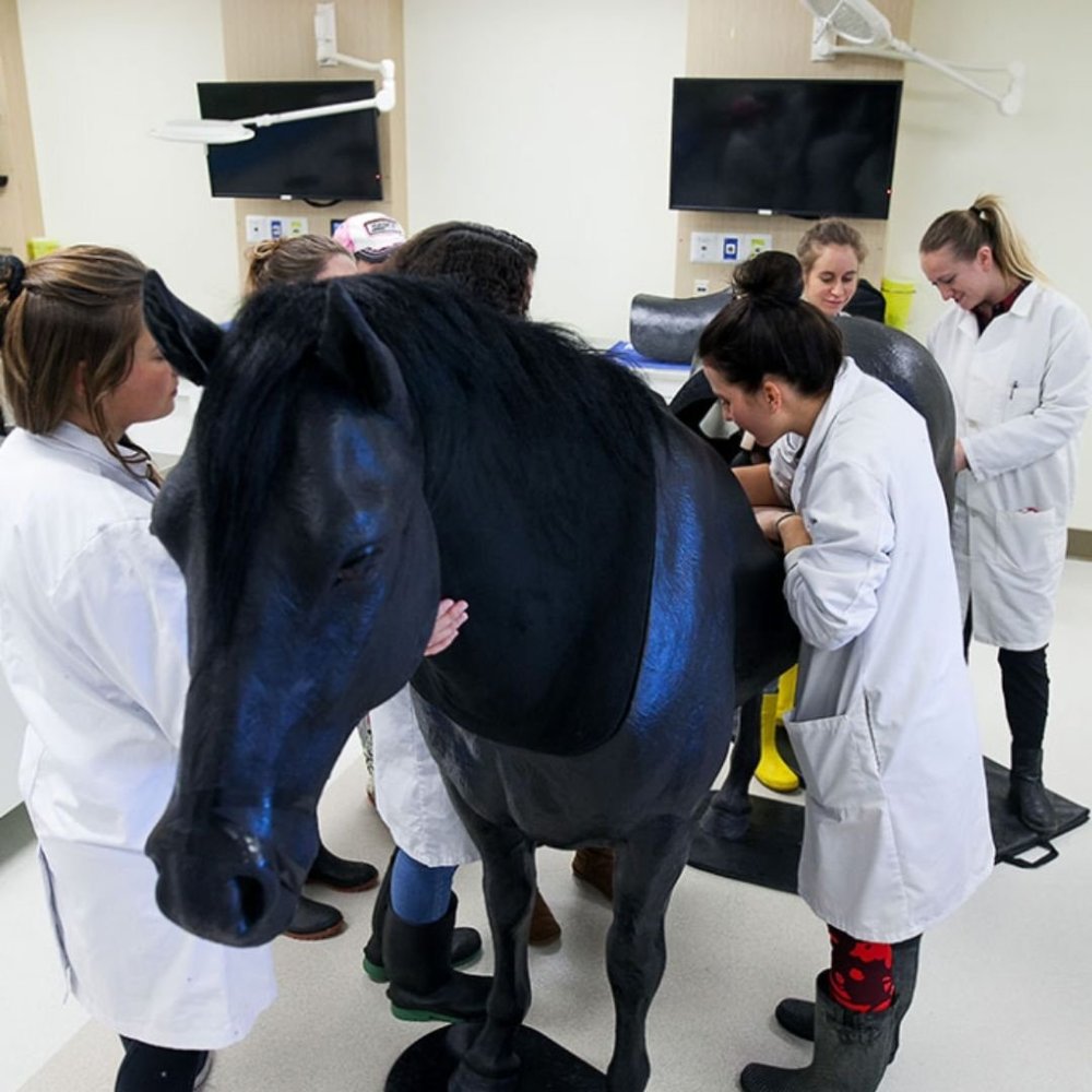  The simulated horse is one of several high-tech tools at the BJ Hughes Centre for Clinical Learning. Students have 24-hour access to the new simulation centre. 