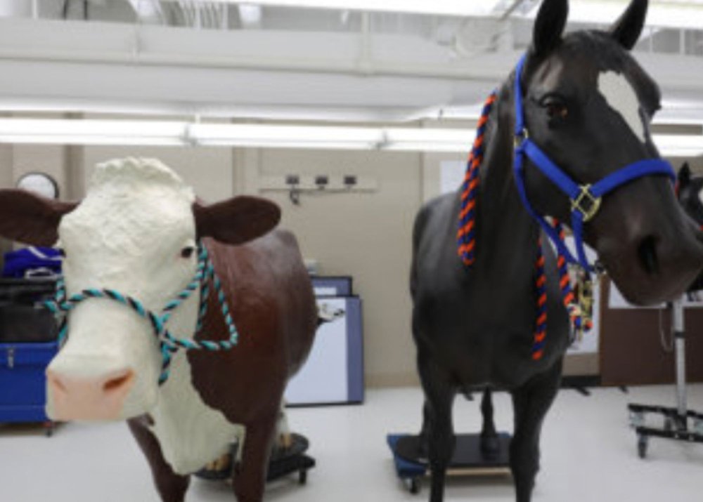   The new life-size palpation cow will be kept with the horse model in the Clinical Skills Lab.  