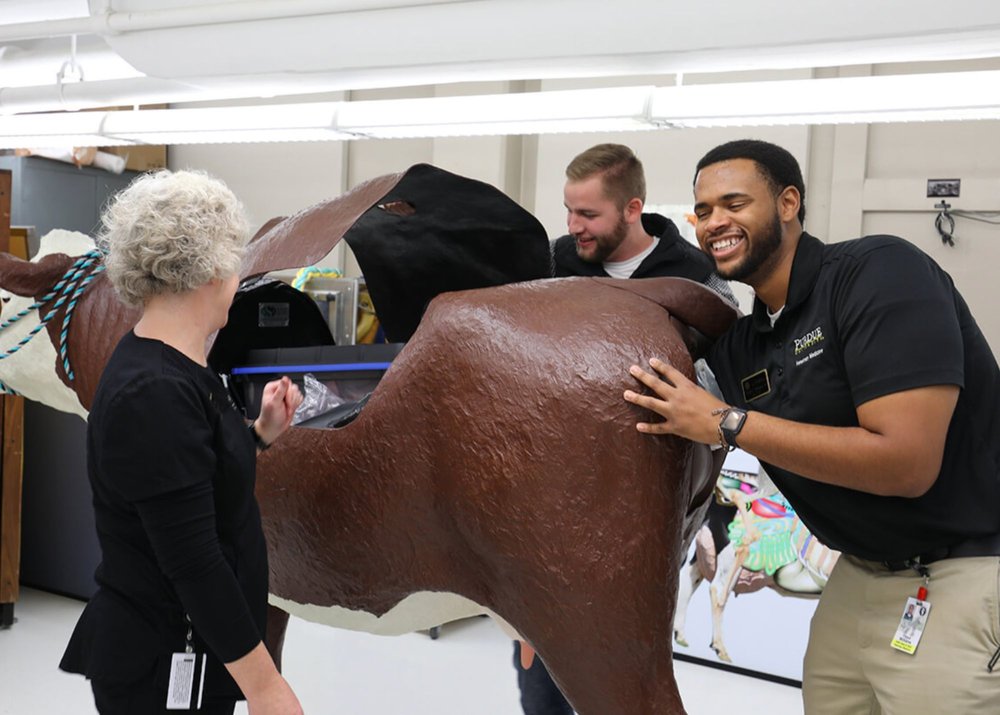   DVM students Floyd Williams and Timothy Stohlman practice uterine palpation and calf delivery with the cow model while Clinical Skills Laboratory Manager Danielle Buchanan provides encouragement and instruction.  