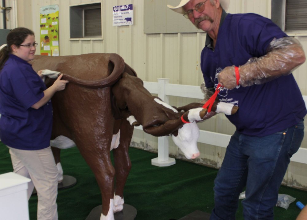  Dave Rethorst, director of outreach for Kansas State University's Beef Cattle Institute, demonstrates how to pull a calf using a special cow and calf simulator purchased by the institute to teach veterinary students at the university. The simulator 