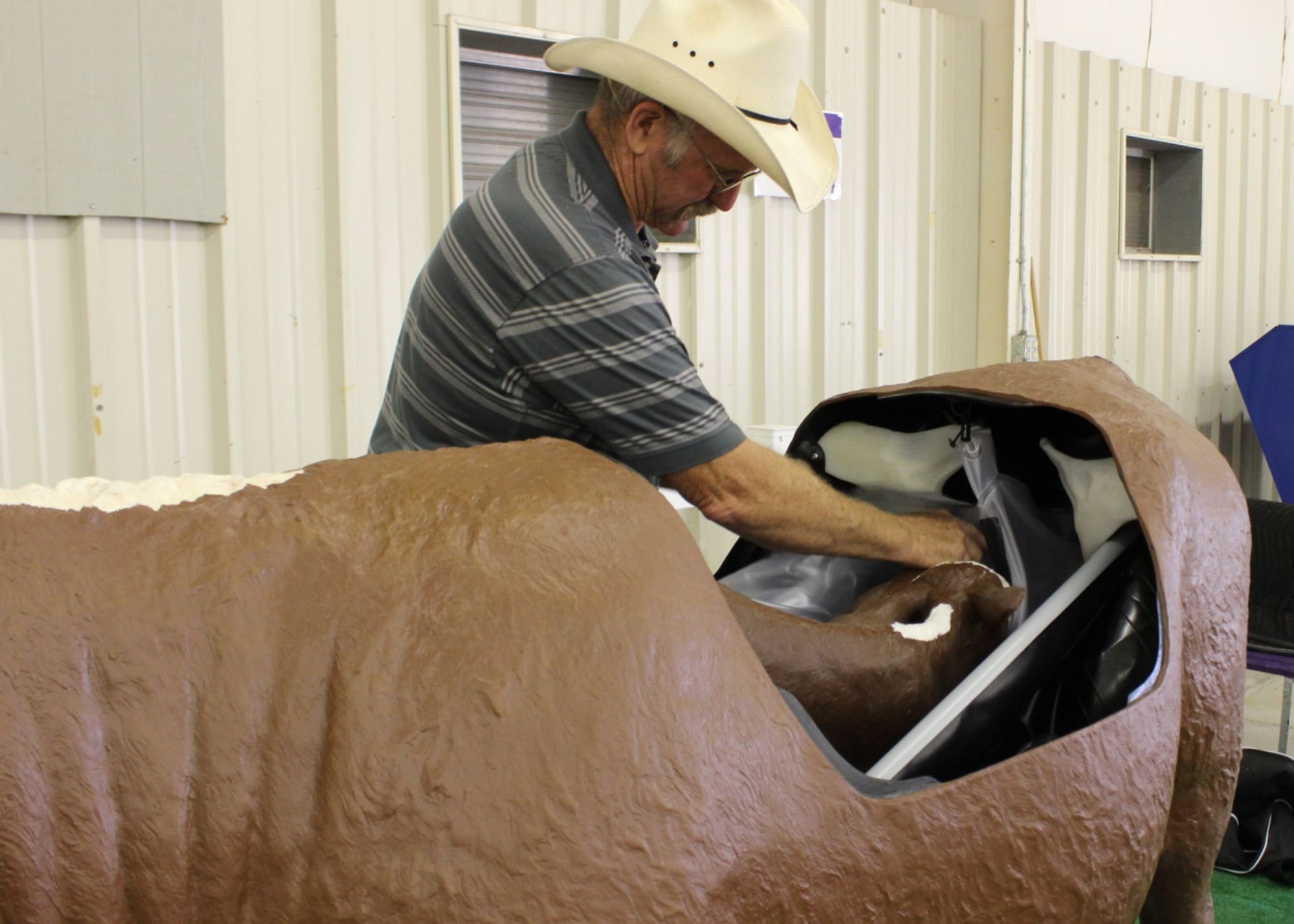  Dave Rethorst, director of outreach for Kansas State University's Beef Cattle Institute, prepares a simulator cow and calf for an exhibit at the Kansas State Fair in Hutchinson. 
