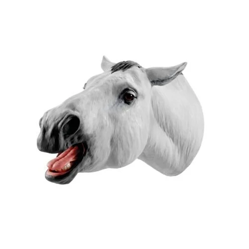 Equine Dental Float