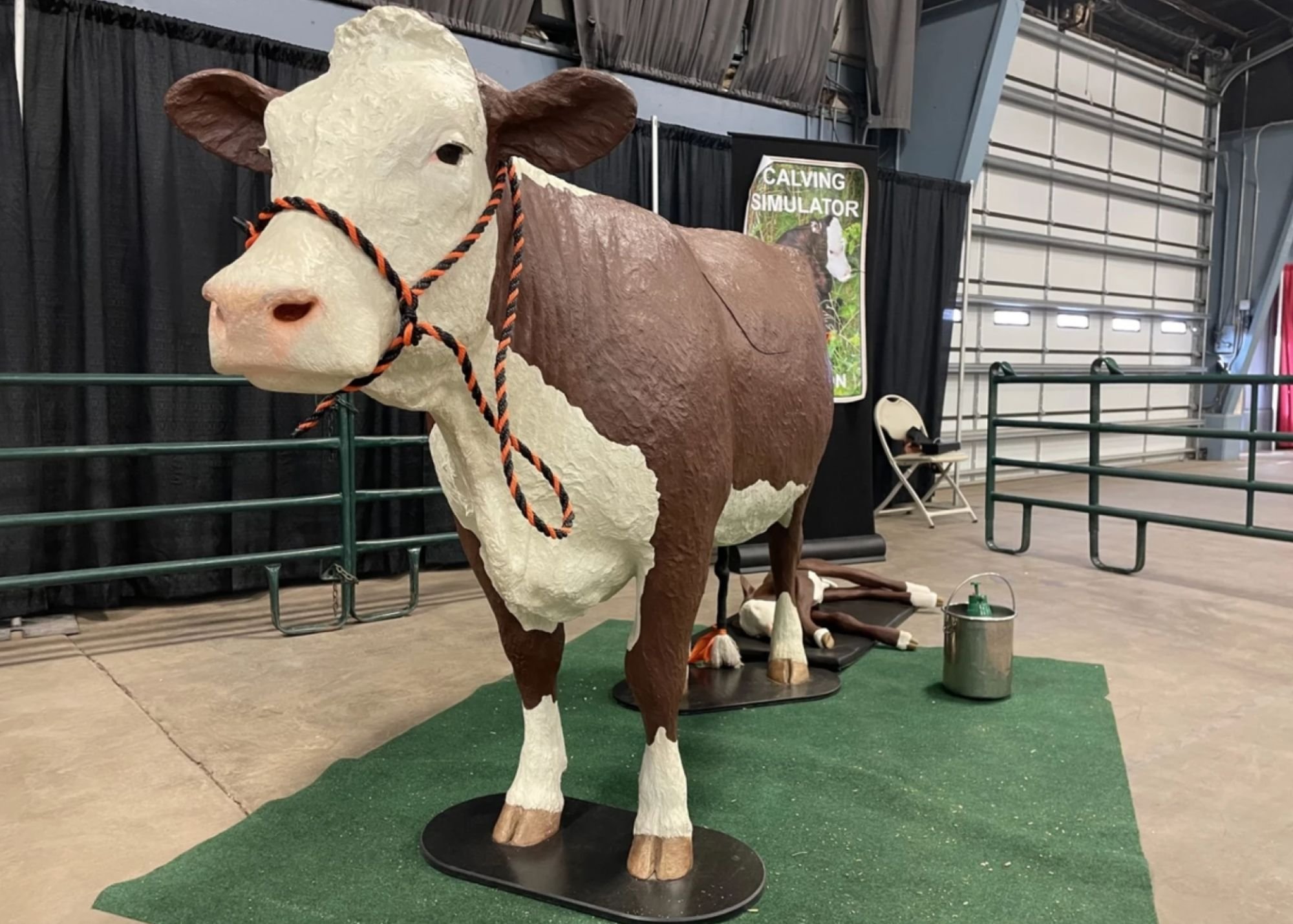 Cow birthing simulator used to educate Oklahoma State Fair visitors ...