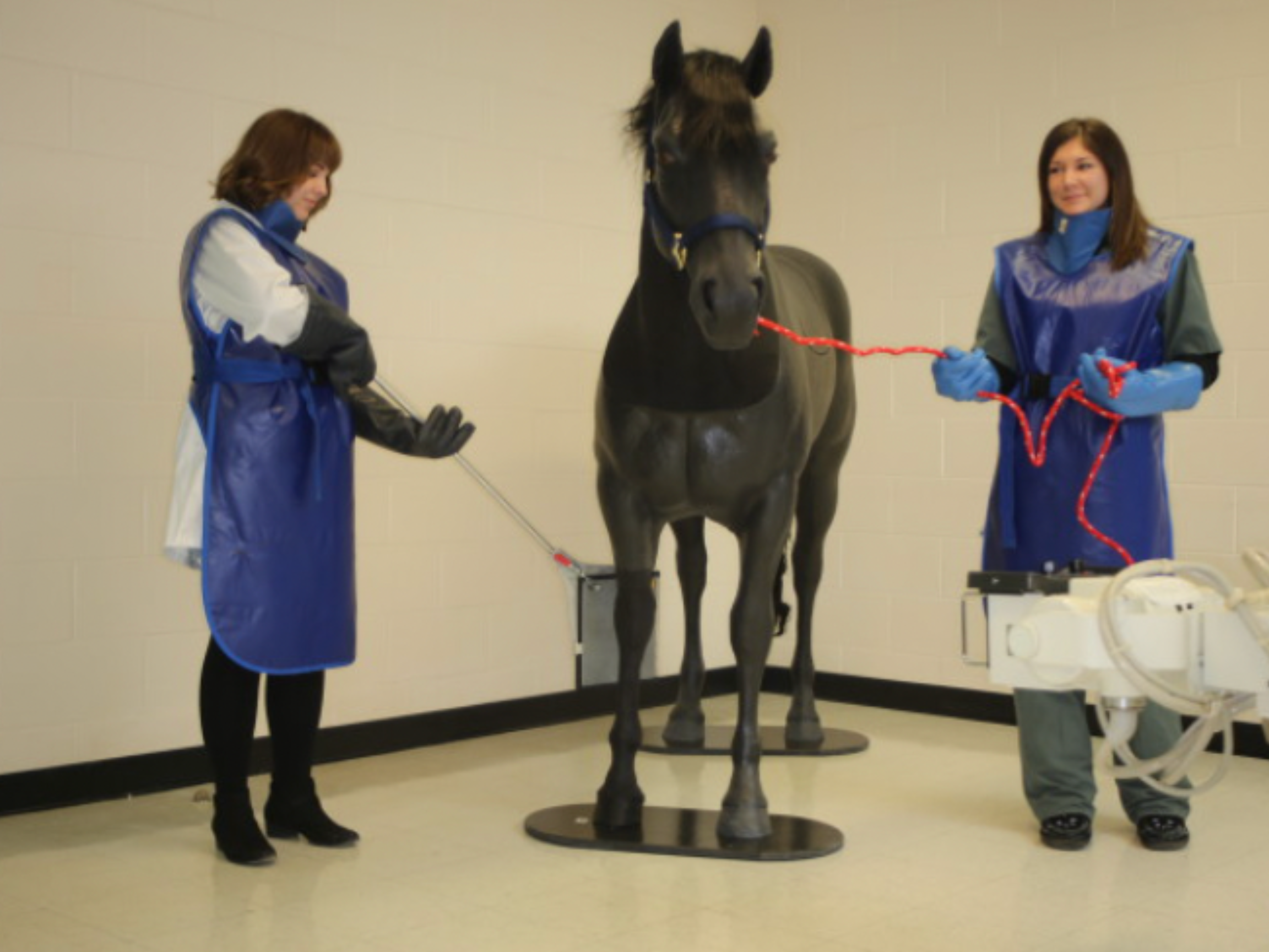 Equine Palpation / Radiology Limb Officially on the Market β Veterinary ...