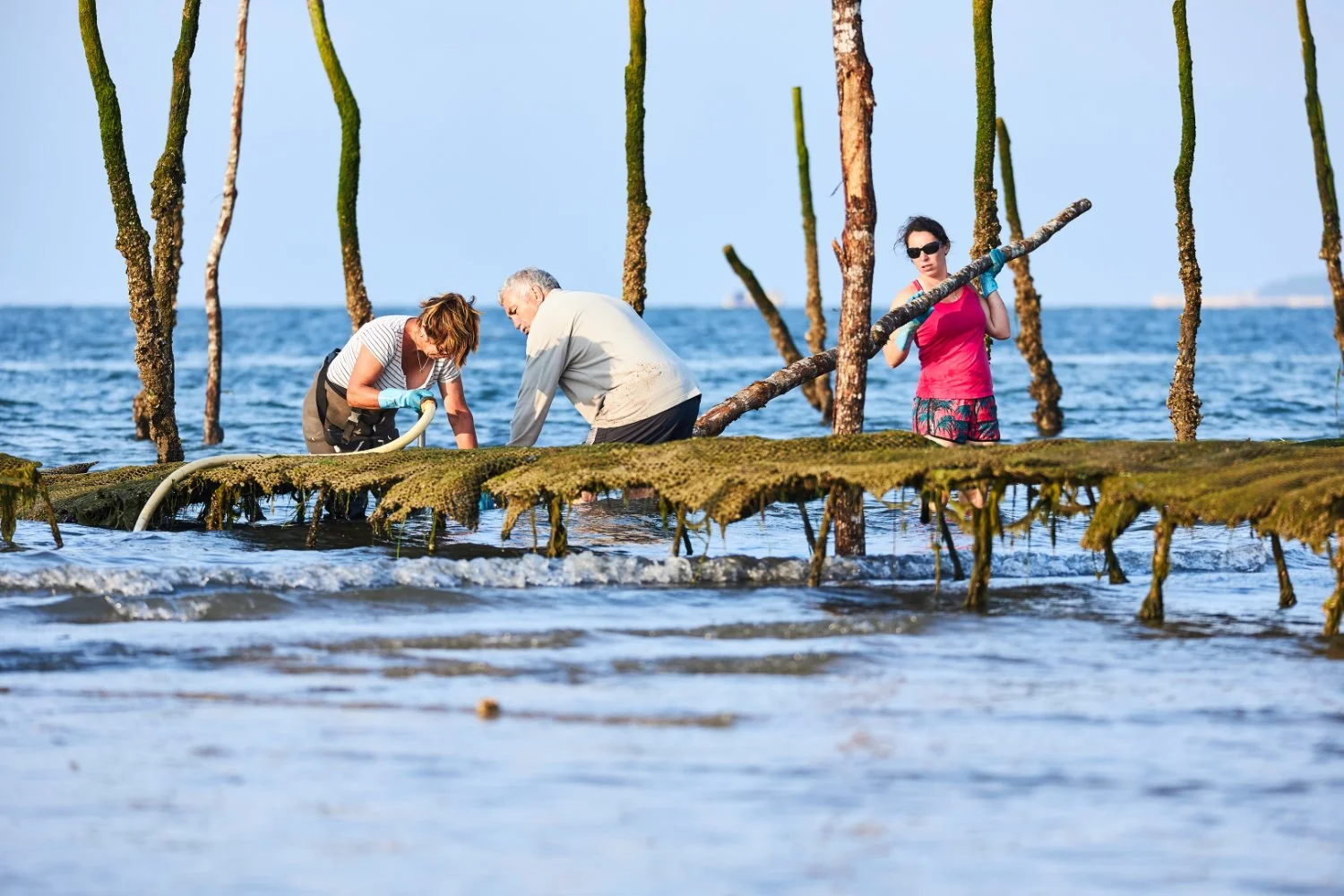Ostréiculteurs du Bassin d'arcachon - Les DS du Bassin