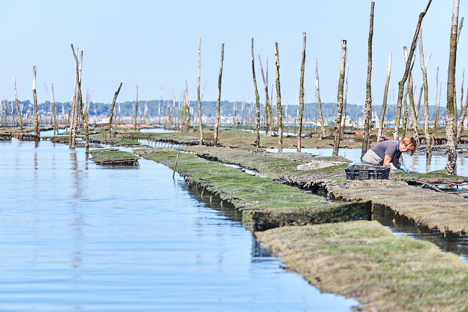 Parc d'ostreiculture du Bassin d'arcachon - Les DS du Bassin