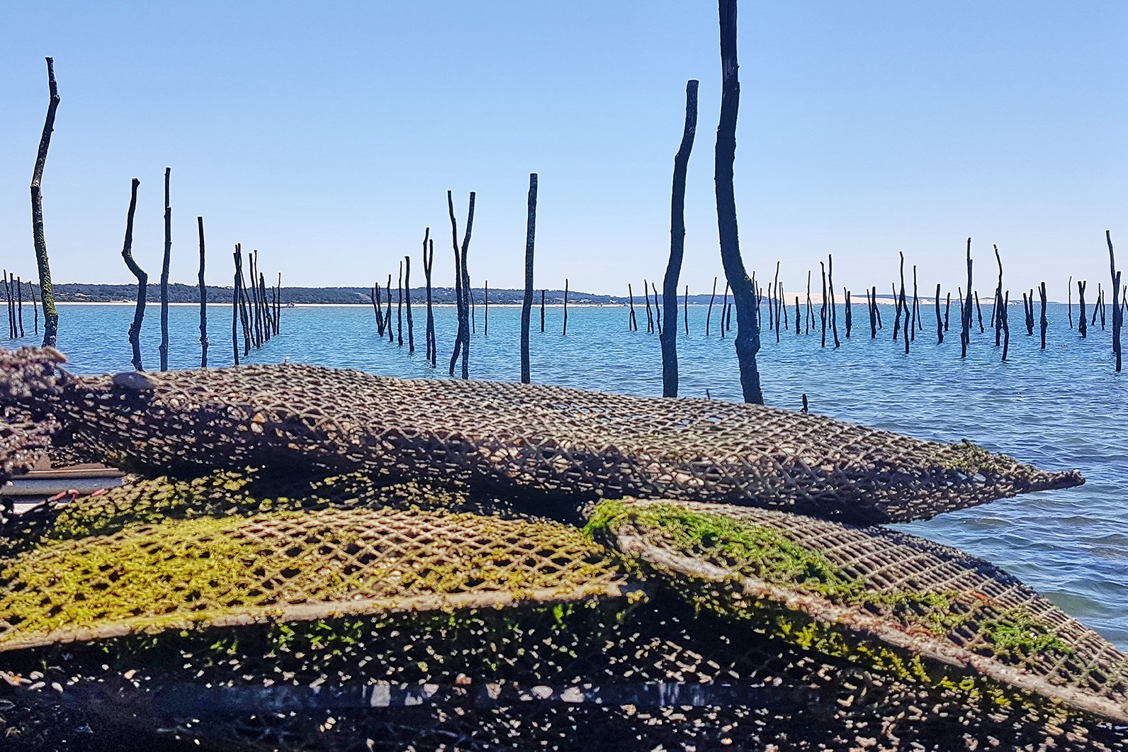 Parc d'ostreiculture du Bassin d'arcachon - Les DS du Bassin