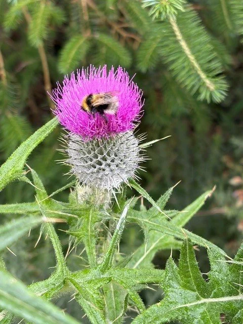 bee on thistle Maud.jpg
