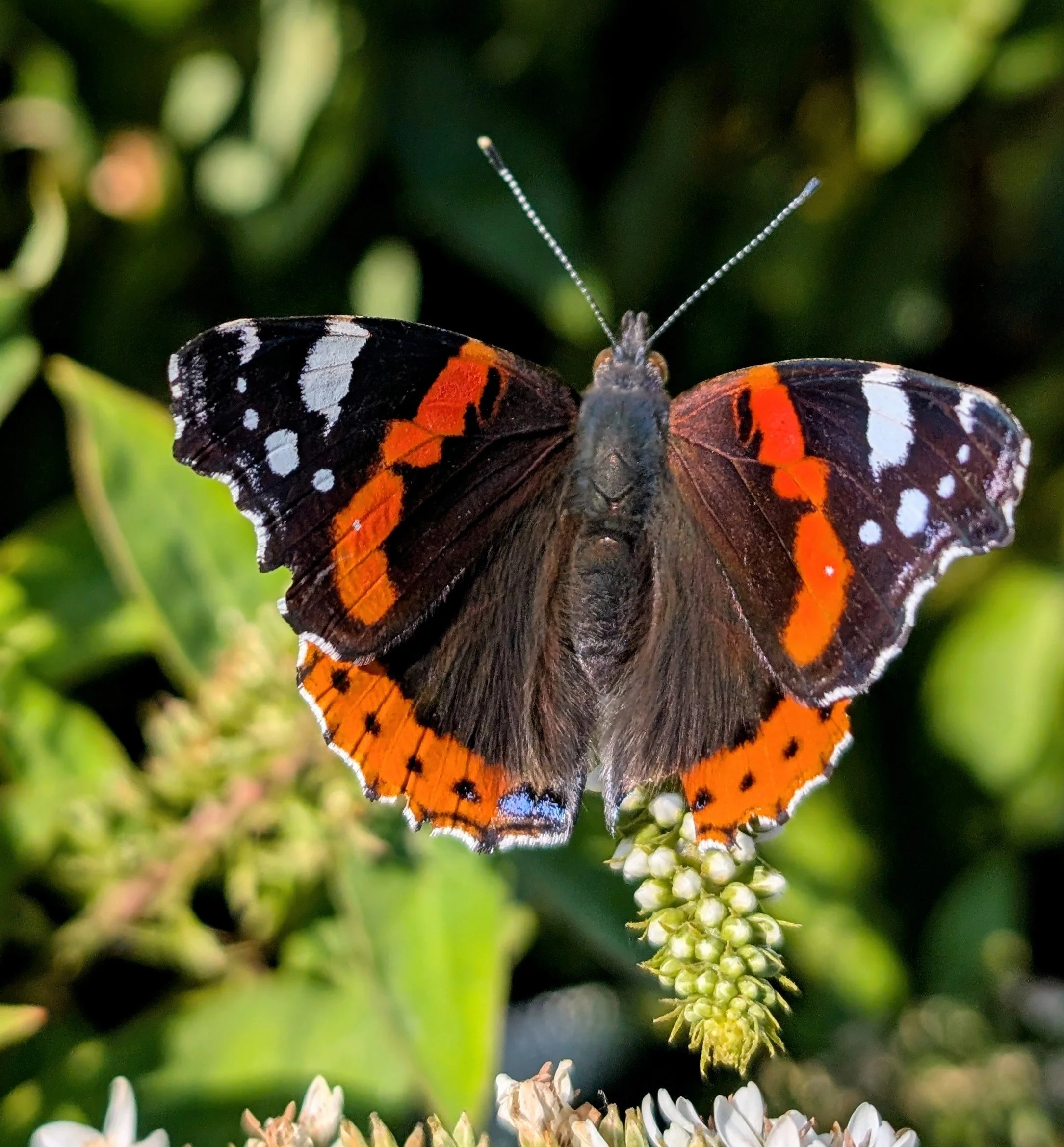 butterfly at fyvie.jpg