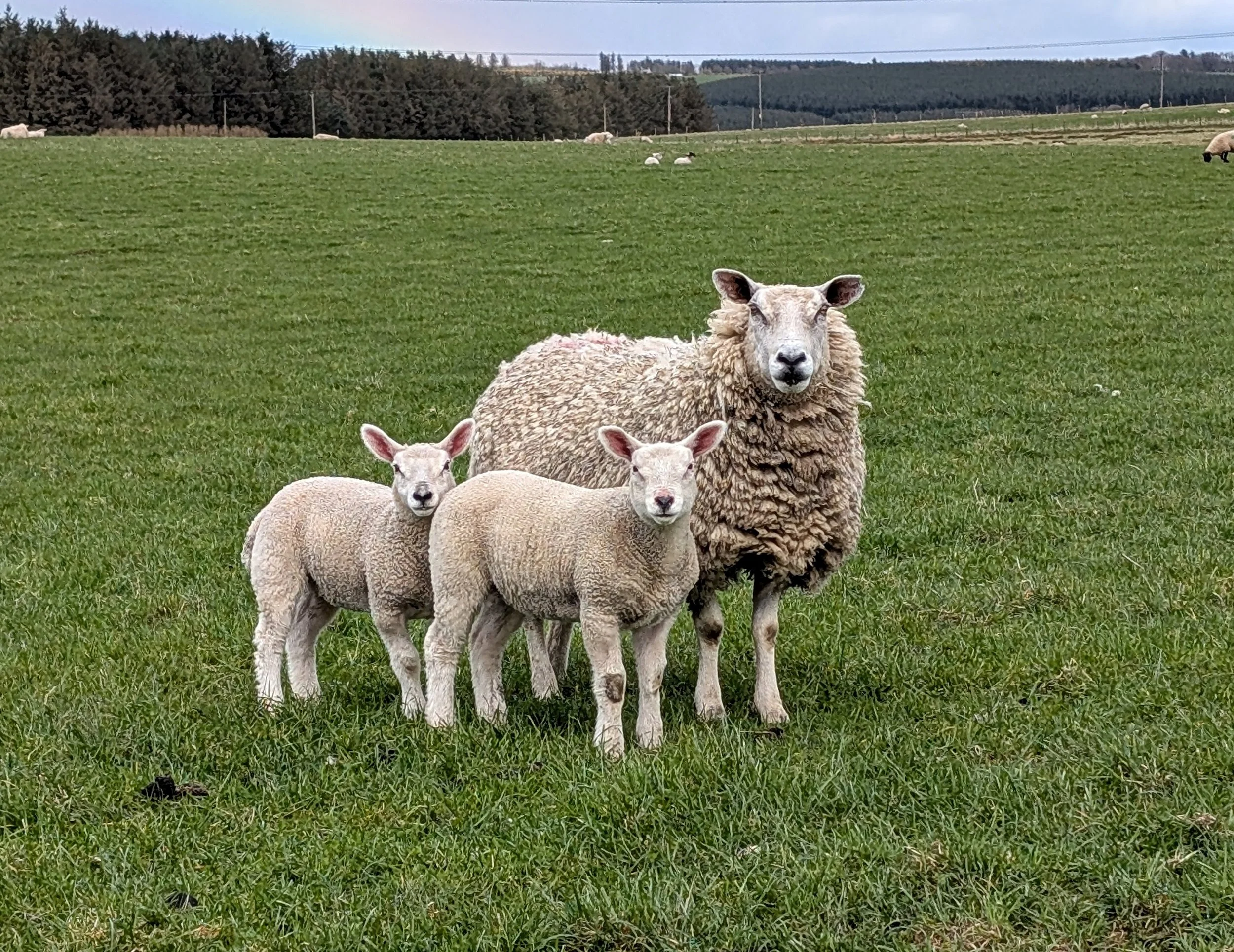 sheep near maud.jpg
